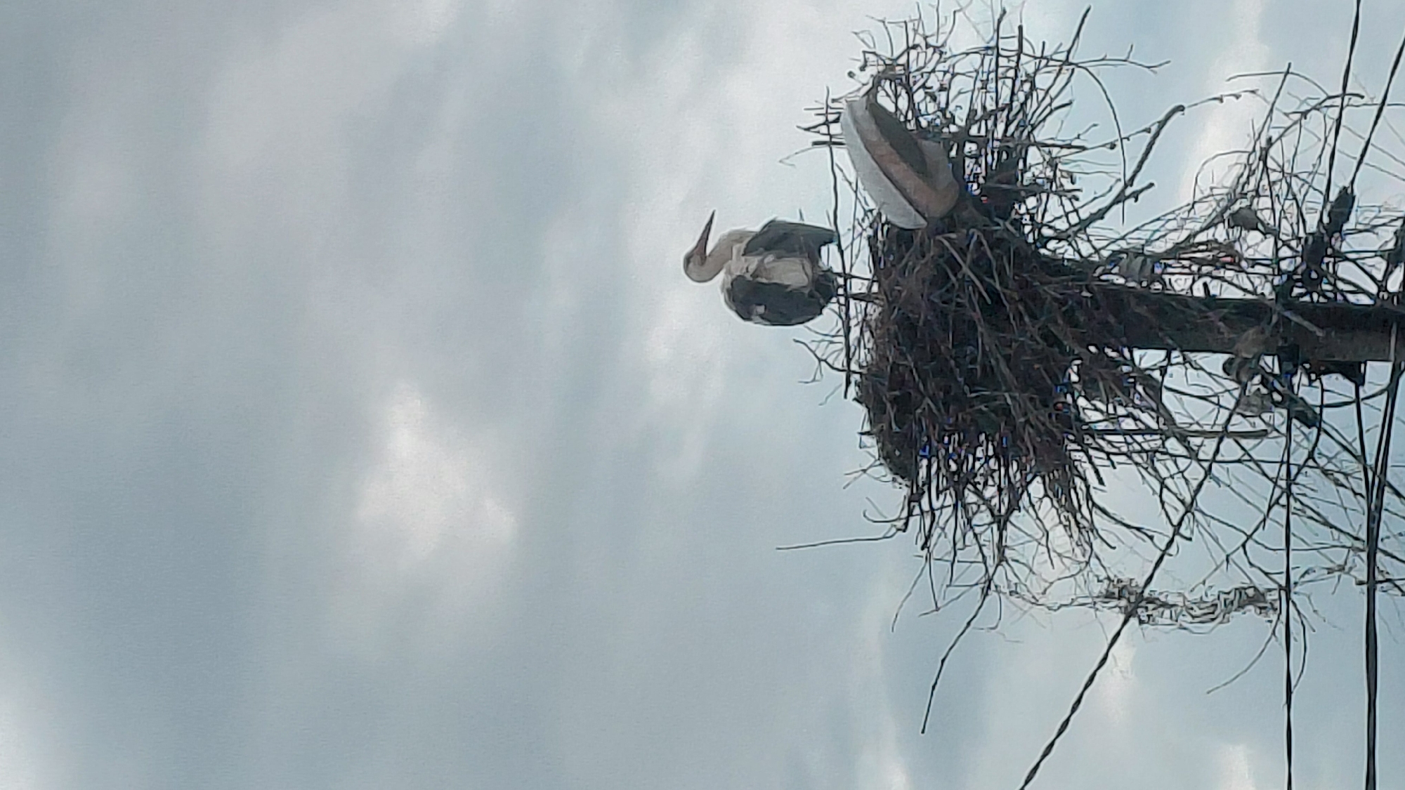 The image captures a large bird's nest, likely belonging to storks, positioned high against an overcast sky. The perspective is from below, looking upwards. One prominent bird, a stork with white and dark plumage, is visible on the left side of the nest, appearing to be resting or preening with its head bent down. A second bird is partially obscured within the dense, twiggy structure of the nest on the right.
The nest itself is voluminous, constructed from numerous interwoven branches and sticks, and appears to be situated on a utility pole or a similar tall, man-made support structure, though the base of this support is largely hidden by the nest. Thin, dark lines, possibly wires or smaller branches, extend downwards from the nest area. The background is a cloudy, light gray sky with patches of brighter white clouds, indicating daytime conditions. There are no discernible location cues beyond the presence of the nest and birds on a man-made structure. No text is visible in the image.
