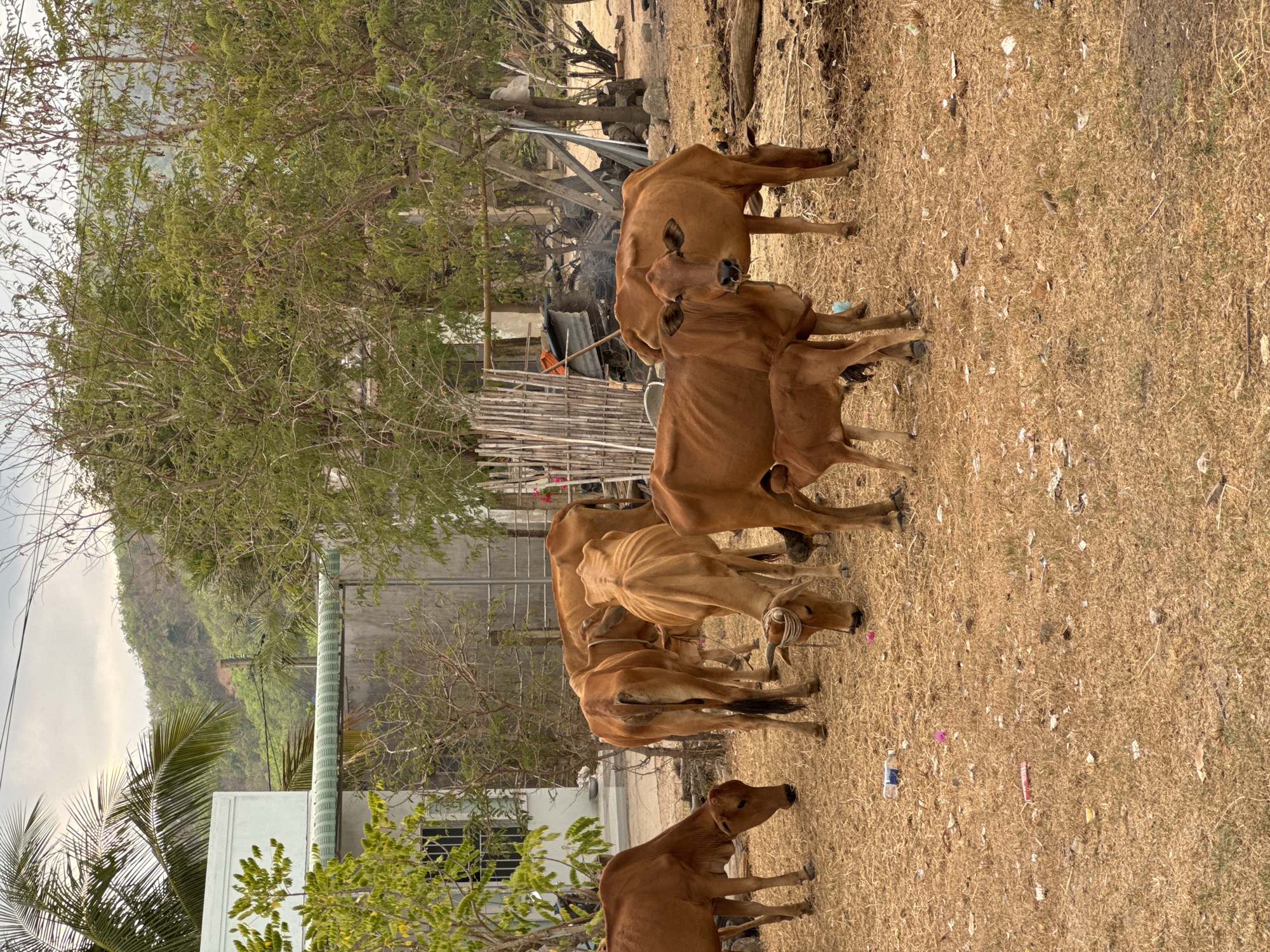 A herd of approximately six brown cows stands on dry, yellowish-brown grass in Hàm Thuận Bắc, Vietnam. The animals are positioned somewhat closely together, with some partially obscuring others. In the background, there is a building with a green-and-white corrugated roof, several trees, and a partly visible hillside. A crude wooden fence and some metal debris are visible slightly behind the cows. The ground is littered with scattered pieces of trash.