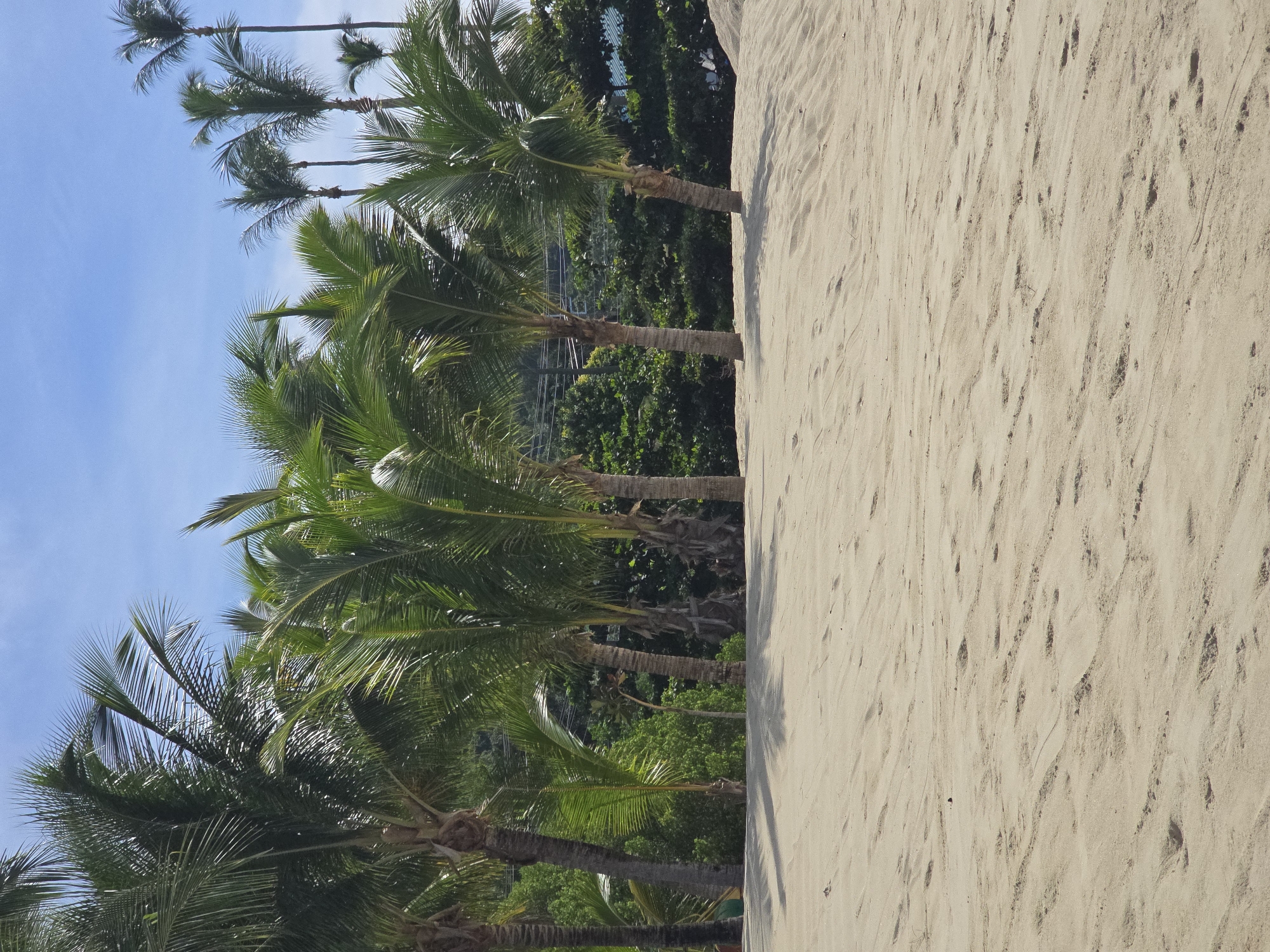 The image shows a sandy beach with palm trees in the background, under a clear blue sky. The sand is light brown and appears to have been disturbed, with visible footprints and wind-blown patterns. A line of various palm trees, some tall and slender, others shorter and fuller, stretches across the middle ground. Behind the palm trees, lush green vegetation and some structures are visible, suggesting a developed area beyond the beach. The scene is bathed in bright sunlight, casting shadows on the sand from the palm trees. The overall impression is a tropical or subtropical beach setting.