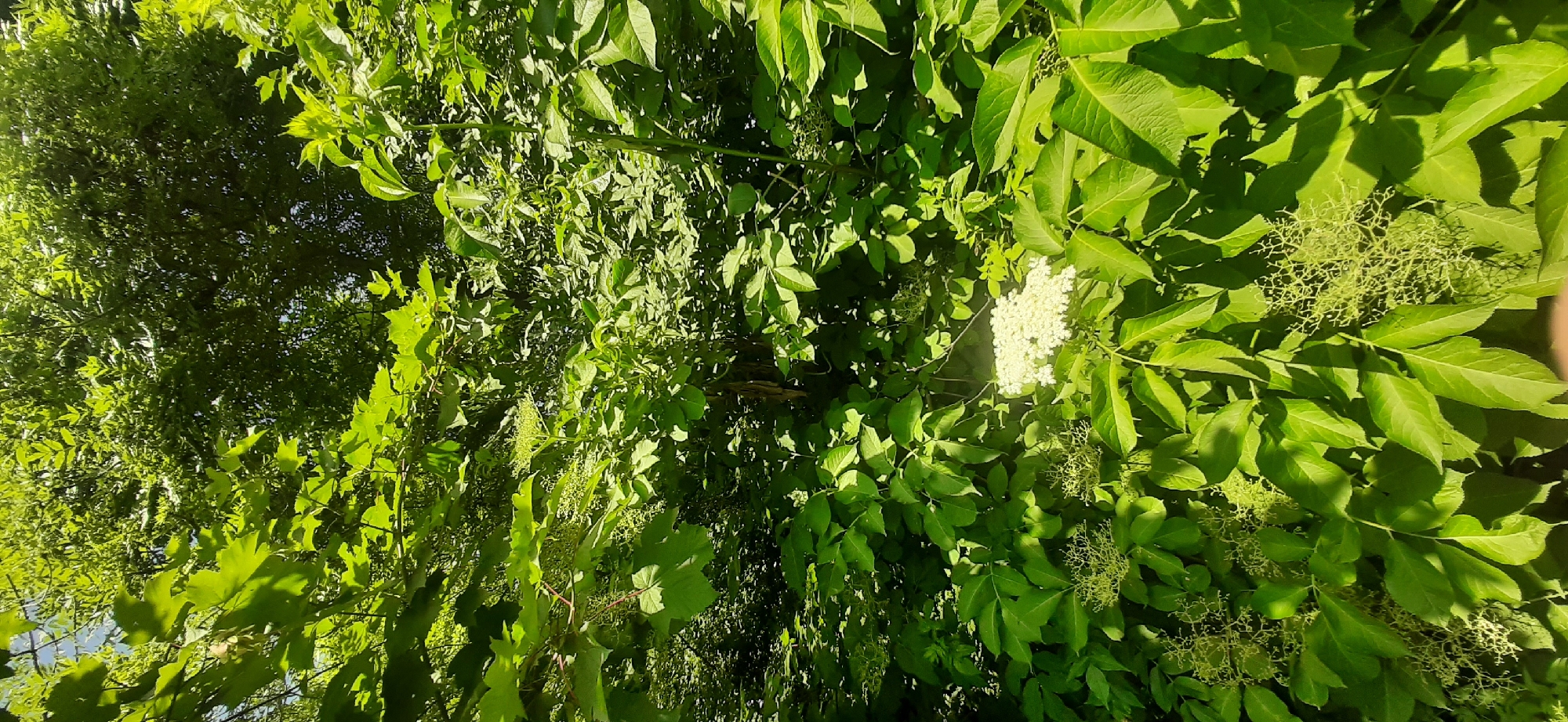 In Yessentukskaya, Russia, a close-up shot captures a dense thicket of lush green foliage bathed in dappled sunlight. The leaves are varied in shape and size, with some larger, palmate leaves from what appear to be maple trees and smaller, serrated leaves from other plants. In the lower right quadrant of the image, a cluster of delicate white flowers is visible, with smaller, undeveloped buds or seed clusters scattered throughout the greenery. The scene is purely natural, with no human presence or artificial elements evident, creating an immersive view of a thriving, sunlit woodland or garden.