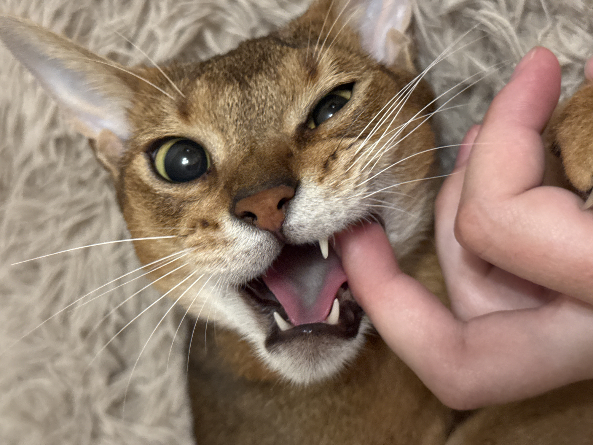 An Abyssinian cat is lying on a fluffy, light-brown surface, likely a rug or blanket. Its mouth is open, revealing its pink tongue and sharp white teeth. A human finger is placed inside the cat's mouth, and the cat appears to be gently biting or gnawing on it. The cat's eyes are wide open, with bright green irises and black pupils. Its whiskers are long and white, fanned out around its muzzle. The background is out of focus, emphasizing the close-up view of the cat and the interaction. The scene is indoors, with soft lighting. There is no indication of the specific location within Chaikovsky, Russia.