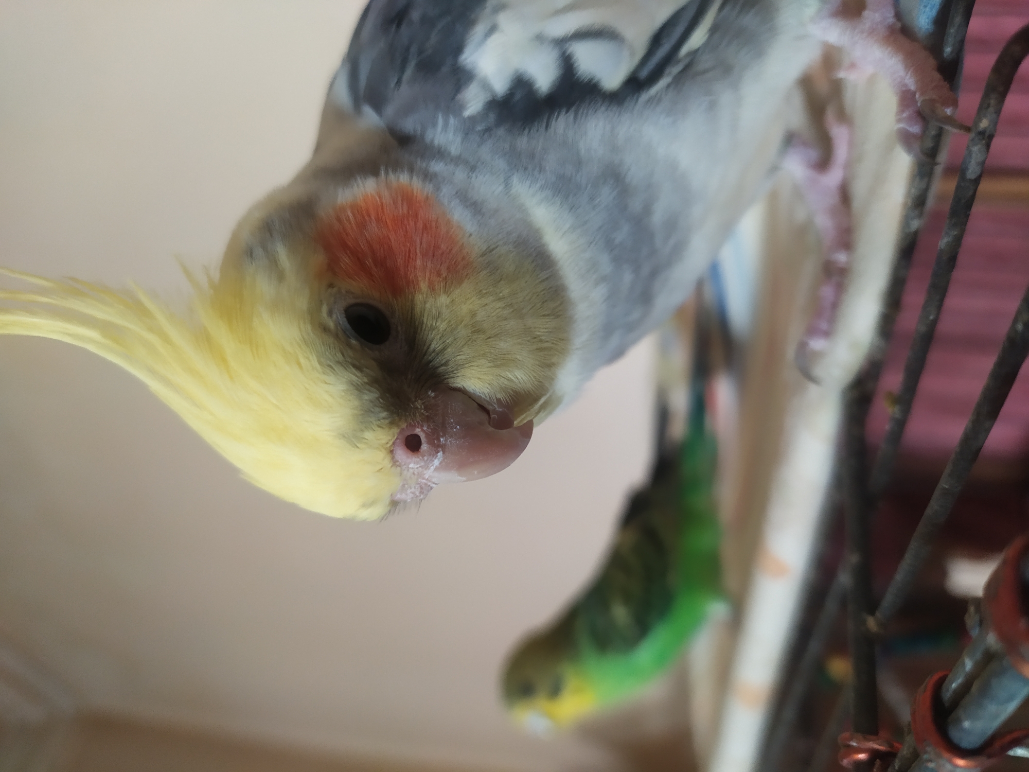 A close-up, low-angle shot focuses on a Cockatiel parrot in the foreground. The parrot has a yellow crest, grey and white feathers, and distinctive orange cheek patches. It is looking downwards, with its beak slightly open. In the blurred background, another smaller green bird, likely a budgie, is visible. The birds appear to be in an indoor enclosure, possibly a cage, with metal bars and a patterned surface visible in the lower portion of the image. The background wall is a muted, light brown color. The image does not provide any specific details that would allow for location identification within Bilajari, Azerbaijan.
