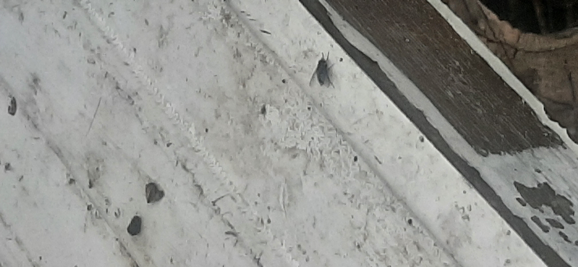 A fly is visible on a weathered, possibly metallic surface, which appears to be part of an outdoor structure. The surface is a light color, possibly white or gray, with visible signs of wear and tear, including peeling paint or material. There are small dark specks scattered across the surface, which could be dirt, debris, or insect droppings. The fly is dark in color and appears to be stationary. The surface is divided by a darker, wooden-like strip or edge, also showing signs of wear. The overall impression is that of an outdoor, possibly neglected, area. The image does not contain any discernible elements that would allow for the determination of its location within Yessentukskaya, Russia.