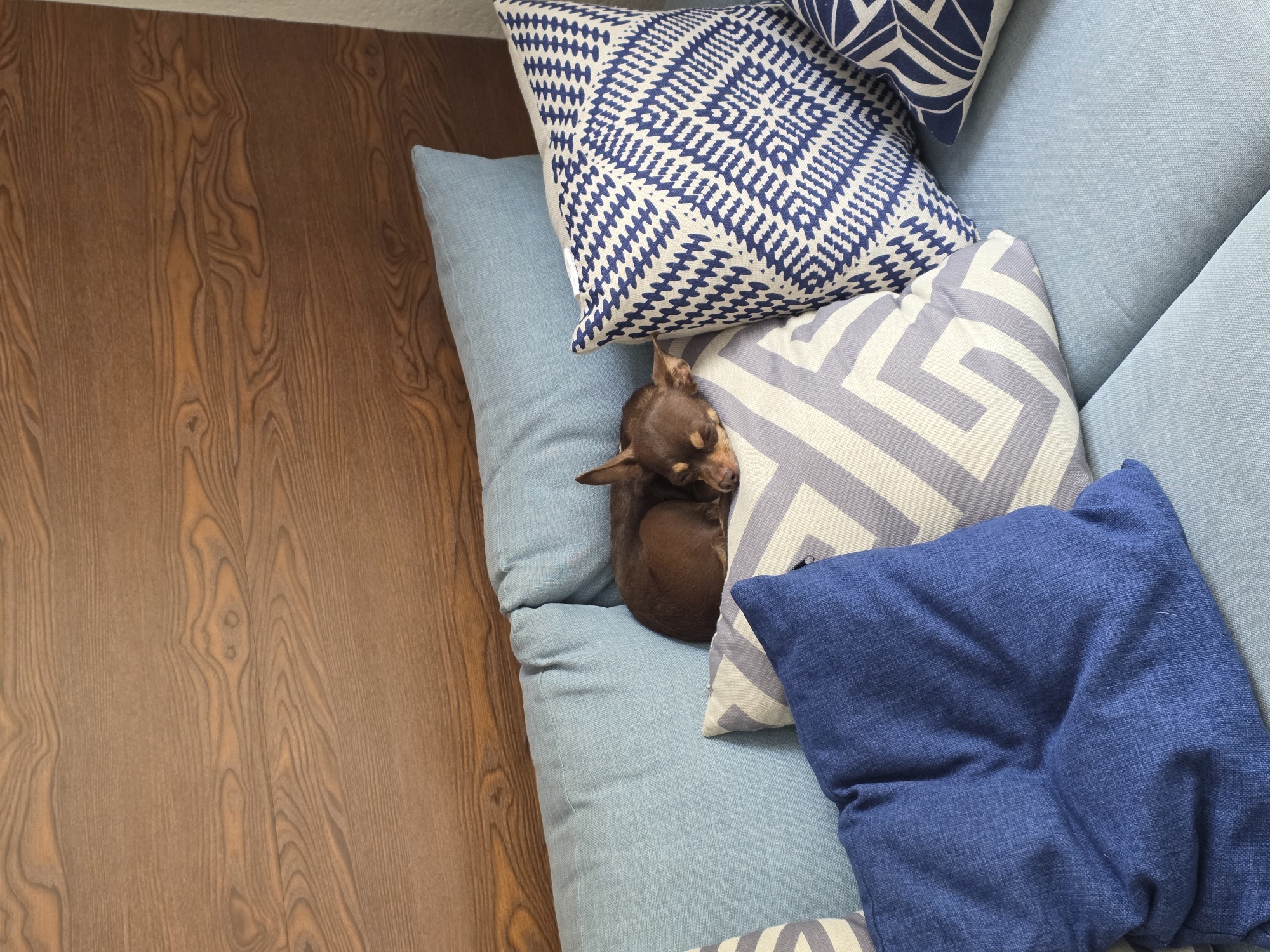 An overhead shot captures a small, brown dog peacefully sleeping on a light blue couch, nestled among decorative pillows. The dog, resembling a Chihuahua, is curled into a tight ball, with its head resting on its body, appearing completely relaxed.
The couch is upholstered in a light, denim-like blue fabric. Surrounding the sleeping dog are several throw pillows in various shades of blue and white patterns. One prominent pillow features a bold blue and white geometric design, resembling interlocking L-shapes or a Greek key pattern. Another pillow sports a dark blue and white intricate zigzag or diamond pattern. A solid dark blue pillow is also visible, adding a deeper tone to the blue palette.
To the left of the couch, a rich brown wooden floor with distinct grain patterns occupies a significant portion of the frame. The contrast between the warm brown of the wood and the cool blues of the couch and pillows creates a balanced visual. The scene exudes a sense of calm and comfort, suggesting a cozy, domestic setting in Puebla, Mexico, during the daytime. There is no visible text in the image.