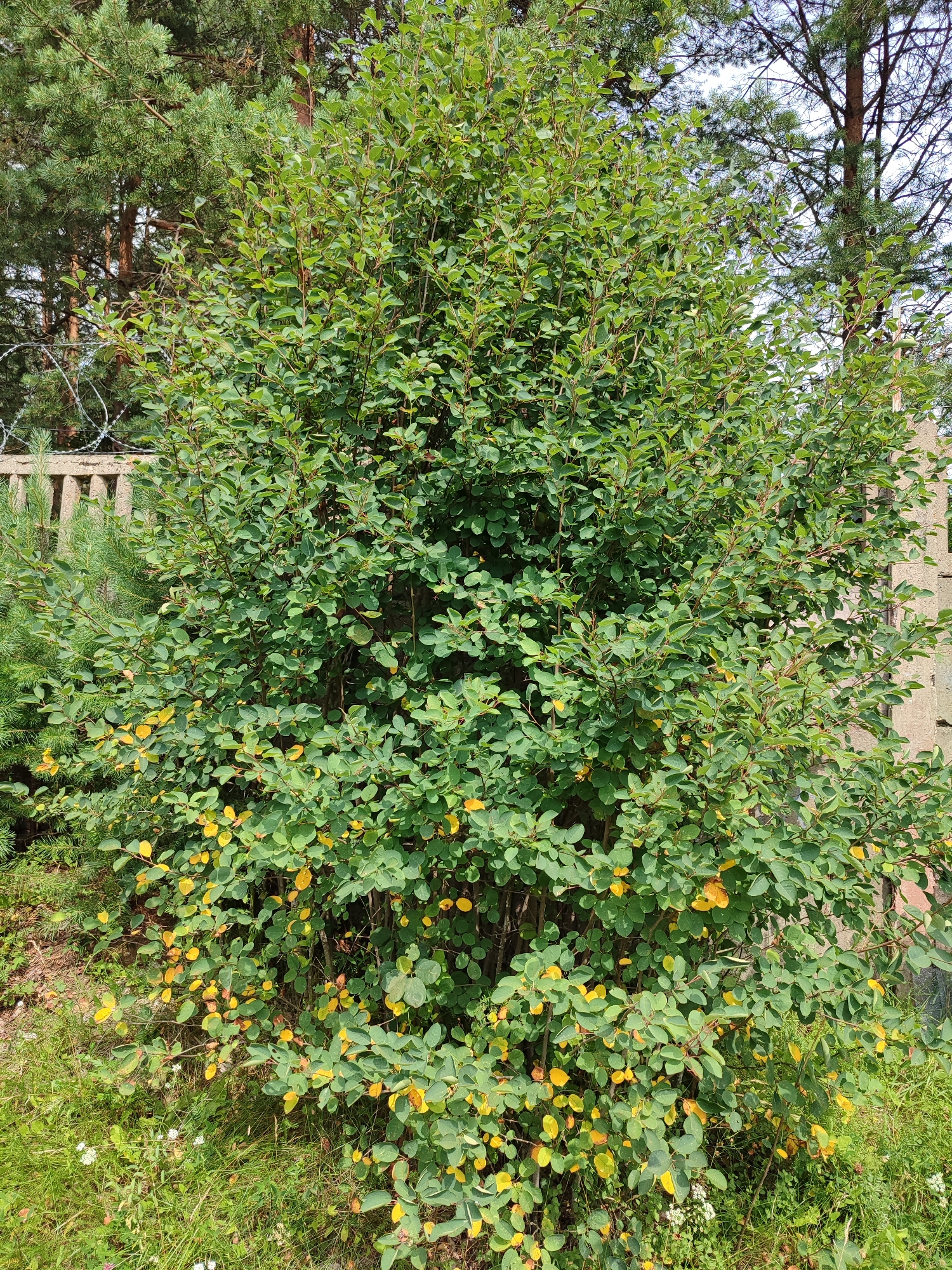 An outdoor, eye-level, medium shot captures a dense, leafy green bush with some yellowing leaves in the foreground. The bush is positioned centrally within the frame, with its branches extending outwards. Behind the bush, on the left, a portion of a concrete fence with barbed wire is visible, along with the needles of a pine tree. On the right side of the frame, a concrete wall is present. The ground in front of the bush is covered with green grass and some small white wildflowers. The overall environment appears to be outdoors in a natural or semi-natural setting. The image is well-lit, suggesting it was taken during the daytime.
