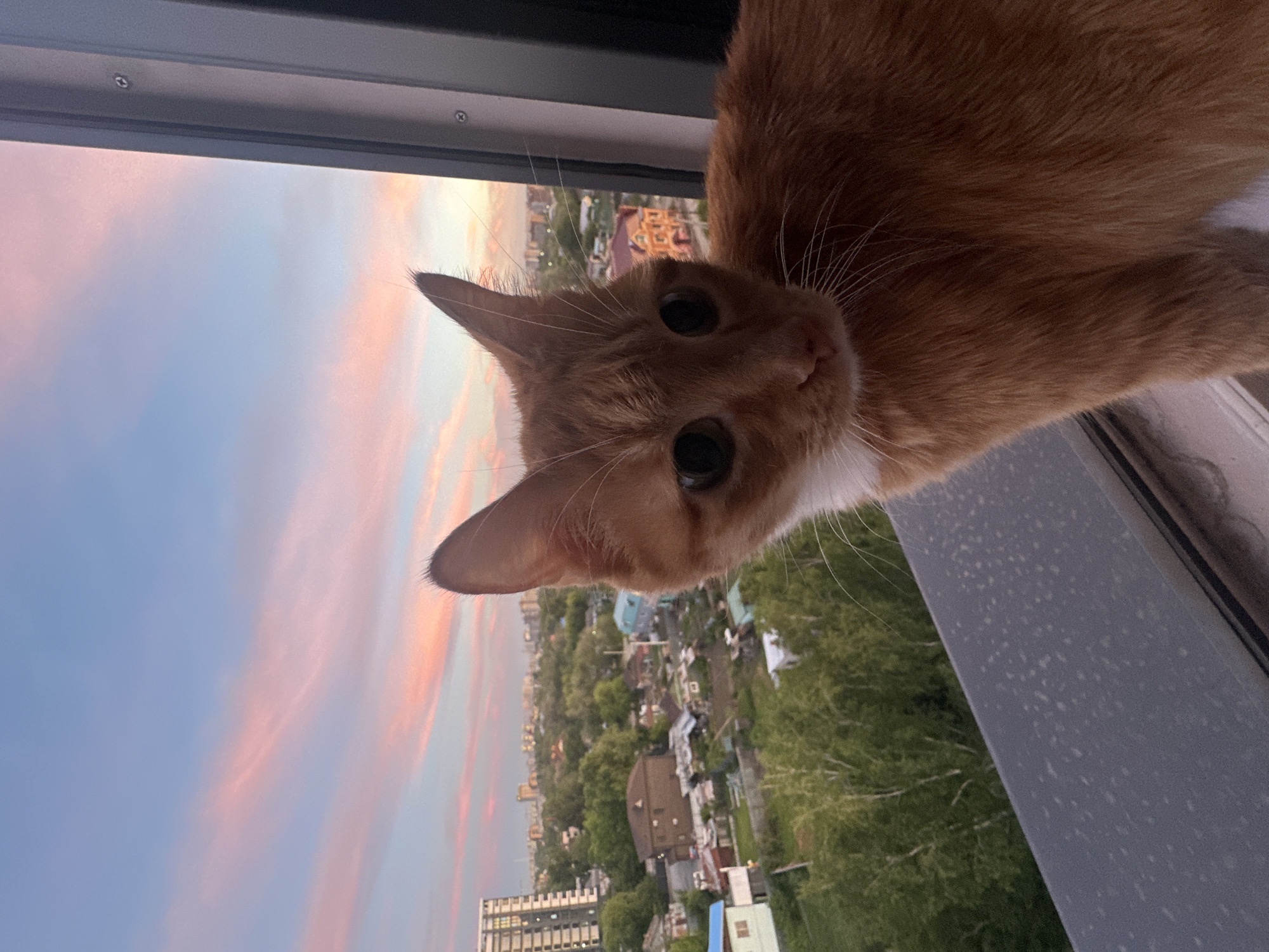An orange cat with large, dark eyes sits on a windowsill, looking forward. The cat has white fur around its neck and chest. Behind the cat, the sky is a gradient of soft pink and blue, with wispy clouds, indicating either sunrise or sunset. Below the sky, a cityscape is visible, featuring buildings of various heights, trees, and houses, suggesting an urban or suburban environment. The scene appears to be set on a balcony or window of an apartment building, offering a panoramic view of the city. The specific location in the city of Blagoveshchensk, Russia, is not discernible from the image itself.