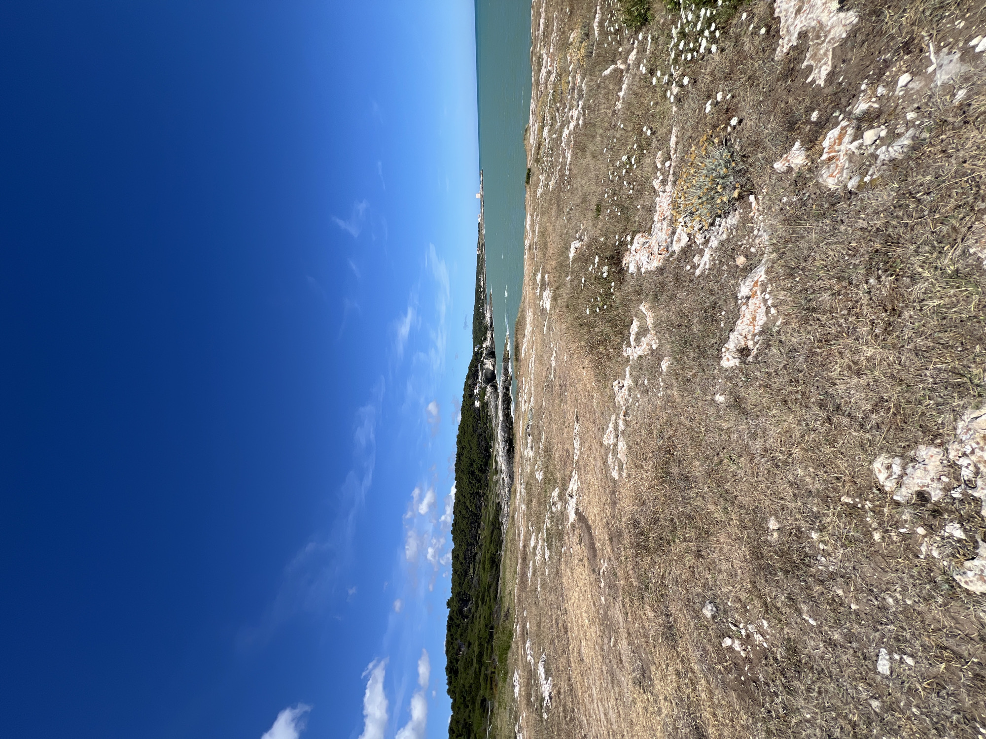 The image depicts a sun-drenched coastal landscape in Peschici, Italy, under a clear blue sky dotted with scattered white clouds. The foreground is a dry, rocky terrain sparsely covered with brown grass and small white wildflowers. In the midground, a lush green forest with dense trees stretches along a hilly coastline, meeting the turquoise waters of the Adriatic Sea. The sea is calm with a gentle ripple. In the distance, along the coastline, a white tower stands on a small promontory. The scene suggests a natural, undeveloped area, typical of the Gargano Promontory region. There are no people or animals visible in the image.