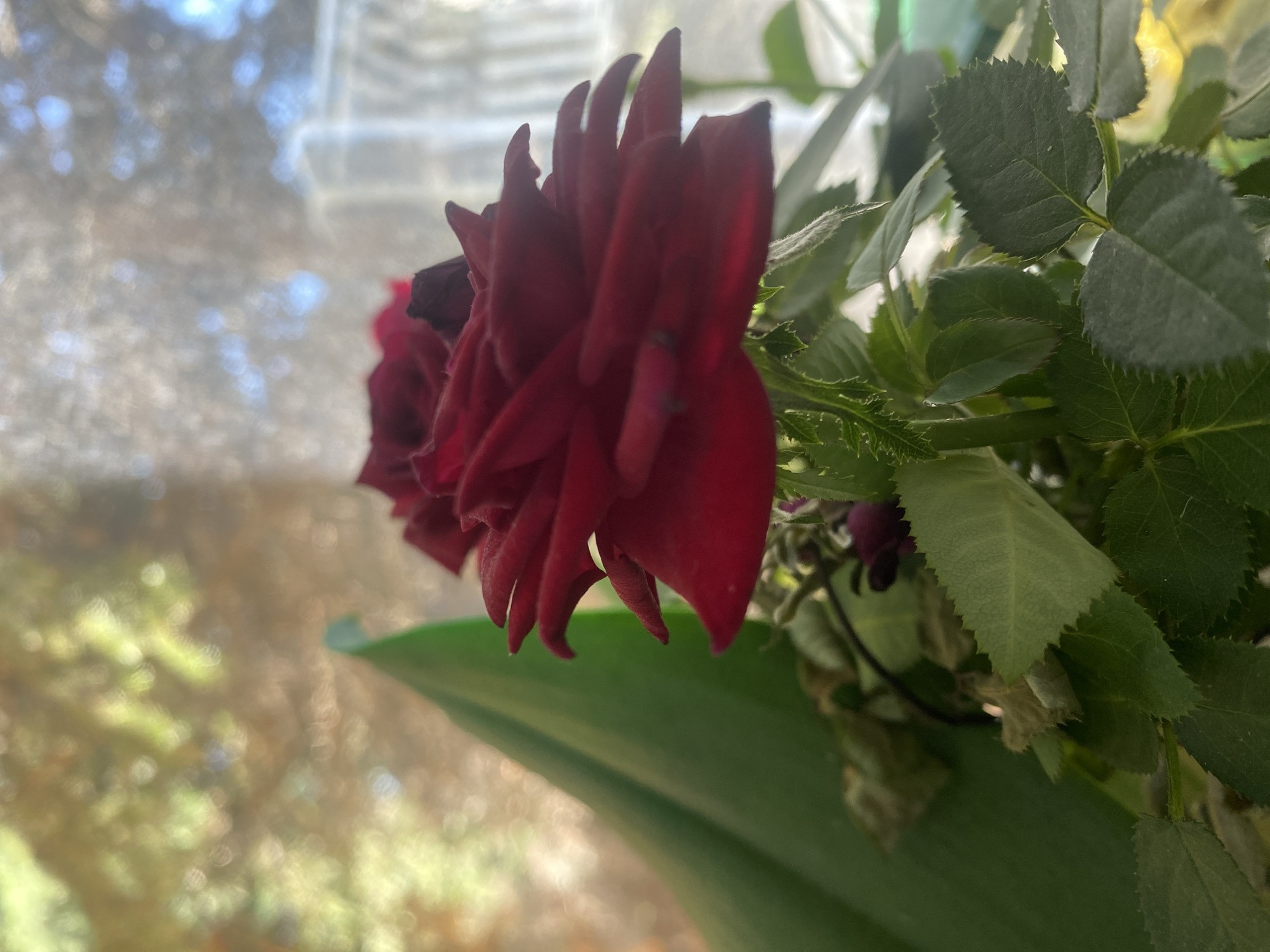 A close-up shot shows a deep red rose in full bloom. The rose is the primary subject, with its velvety petals unfurling in layers. To the left of the main rose, another, slightly out-of-focus rose of the same color is visible. Lush green rose leaves surround the blooms, their edges serrated and textured. Some of the leaves appear healthier and vibrant, while others show signs of wilting or browning. The setting is indoors, with a blurred background suggesting a window with diffused light filtering through. Out-of-focus bokeh lights in shades of yellow, green, and blue create a soft, dreamy atmosphere. A large, curved green leaf, possibly from another plant, occupies the lower portion of the frame, adding a layer of contrast and depth. The overall mood is serene and focused on the beauty of the floral subjects, capturing the delicate details of the rose and its foliage. The lighting appears to be natural, indicating it could be daytime.