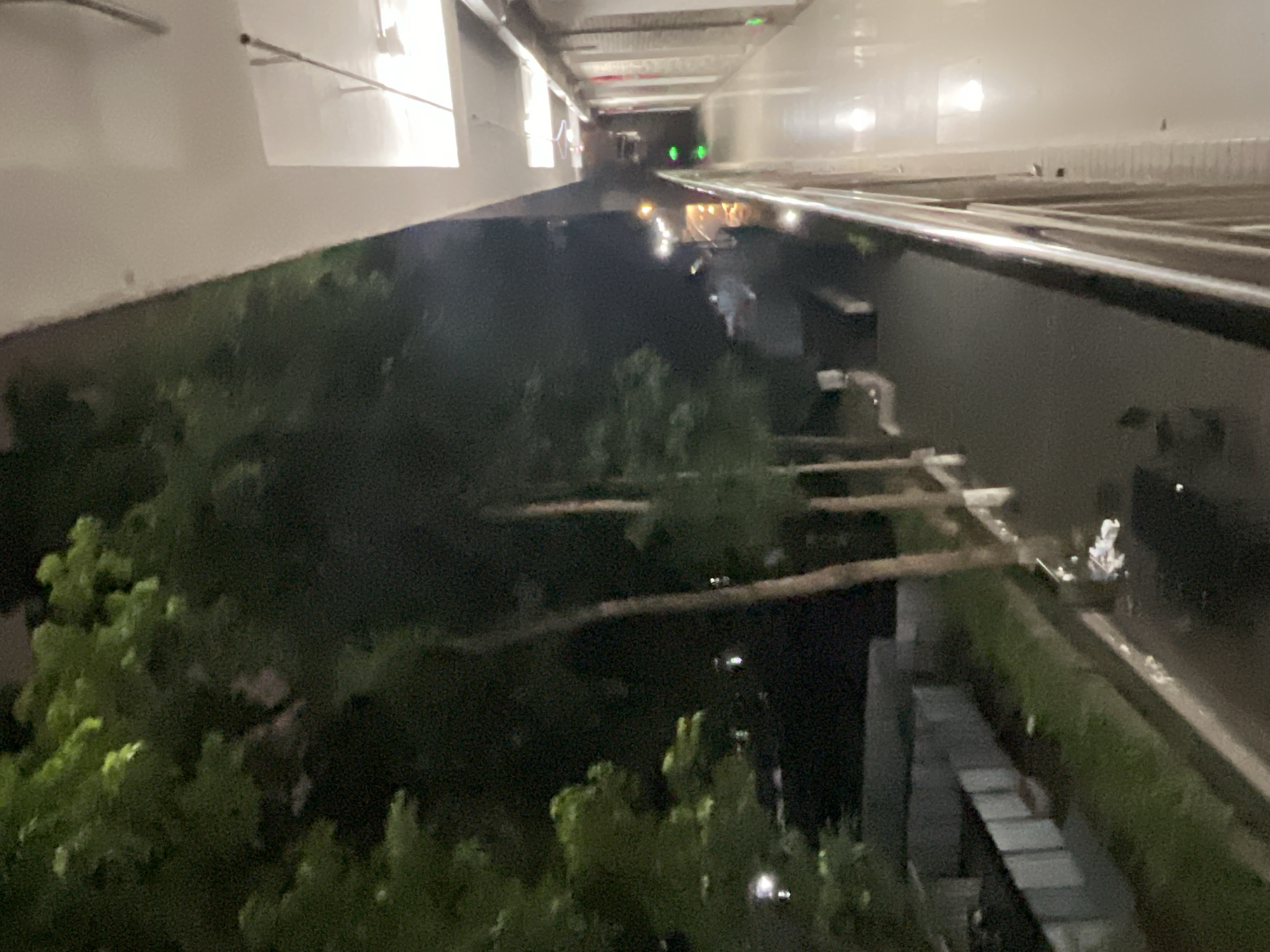 The image presents a vertically oriented, low-light night scene captured from an elevated position within an interior corridor, overlooking an outdoor area, located in Yuzhong District, China.
The right side of the frame depicts a brightly illuminated, white-tiled corridor or balcony extending into the background. A reflective metal railing with multiple vertical supports runs along the left edge of this corridor, separating it from the exterior view. The corridor's ceiling is equipped with recessed lighting fixtures, and a white clothes hanger is suspended from it in the mid-ground. The right wall of the corridor features multiple evenly spaced vertical divisions, consistent with doorways or room entrances, some exhibiting small green and red indicator lights further in the distance.
The left side of the frame captures the outdoor environment at night. A dense canopy of green foliage, illuminated from unseen sources, occupies the upper left quadrant. Below this, a paved surface, appearing as a road or pathway, extends linearly into the dark background. This pathway is bordered by a line of several tall, slender tree trunks with sparse foliage. Multiple blurred, bright points of light, consistent with streetlights, are visible along the path, diminishing in clarity with distance. In the lower left, a low, light-colored fence or barrier delineates a narrow strip of green grass adjacent to the paved area. Indistinct dark shapes, potentially figures or objects, are discernible on the pathway and amidst the trees in the mid-ground. Scattered white debris, resembling discarded paper or plastic, is present on the ground near the base of the trees. The entire image displays visual noise characteristic of photography under ambient low-light conditions.