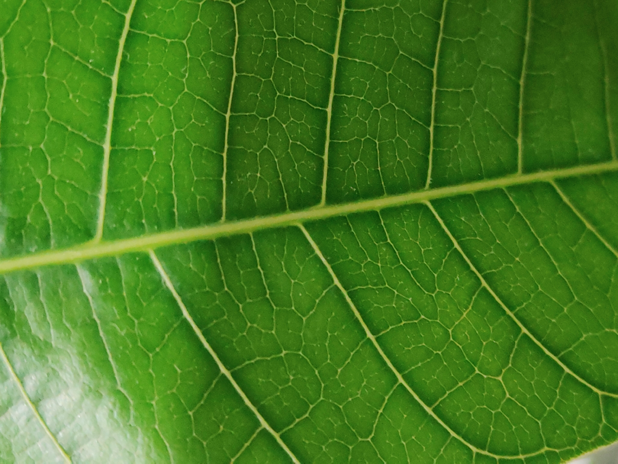 This is a close-up image of a green leaf. The main vein runs vertically through the center of the image. Smaller, parallel veins branch out from the central vein. The surface of the leaf between the veins has a network of finer veins creating a cellular appearance. The location is unknown.
