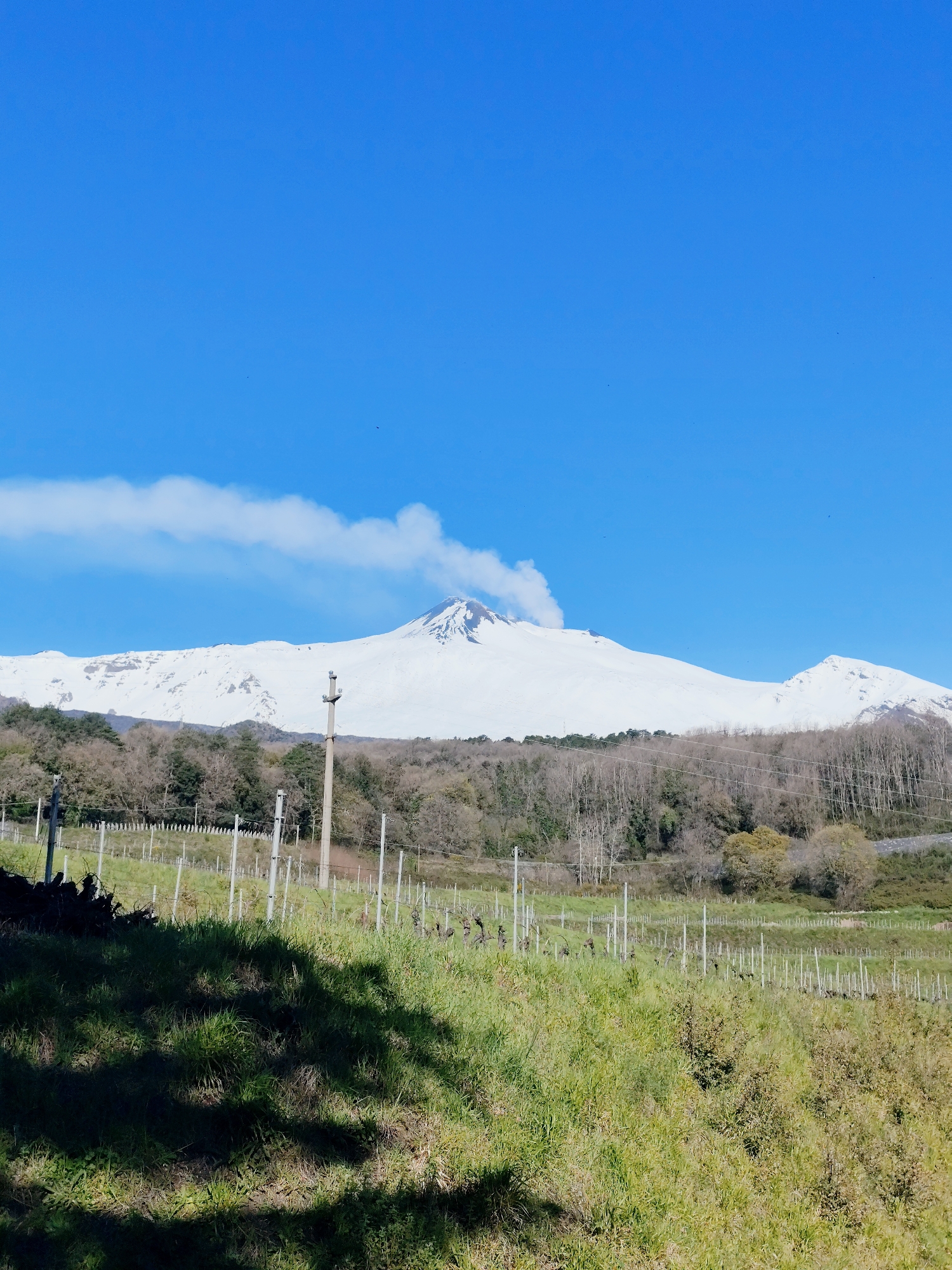 The image captures a landscape near Giarre, Italy, featuring a snow-covered Mount Etna in the background. A plume of smoke or steam emanates from the volcano's summit. Below the mountain, a band of trees separates the higher elevations from an agricultural field in the foreground. The field appears to be a vineyard, with rows of grape vines supported by wooden posts and wires. Patches of grass and vegetation cover the ground, and a large shadow is cast across the lower portion of the scene. An electrical or utility pole stands in the middle ground, close to the edge of the treeline. The sky is clear blue, with a wisp of cloud floating near the volcano. No people are visible.