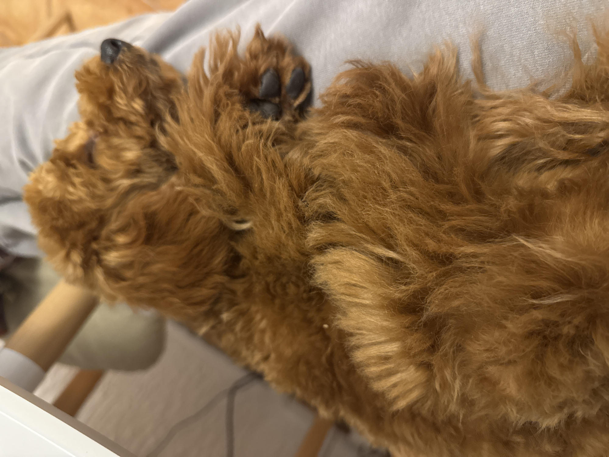 A tan-colored dog with curly fur is lying on a person's lap. The dog's head is visible on the left, and a paw with black pads is visible in the center. The person's lap is covered in a light grey fabric. Part of a chair with a white top and light-colored legs is visible in the lower left corner. The location is not identifiable from the image.