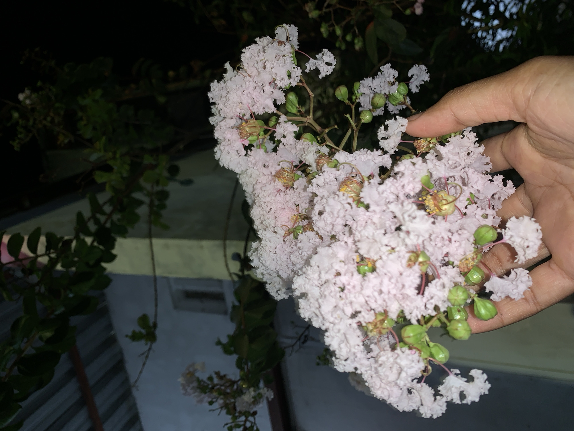 The image shows a cluster of light pink crepe myrtle flowers held in a person's hand. Some of the flowers are interspersed with green buds. The hand appears tan in color. In the background, partially obscured by the flowers, are dark green leaves, part of a building with a light-colored overhang, and a dark sky. The image was taken in Kesugihan, Indonesia.