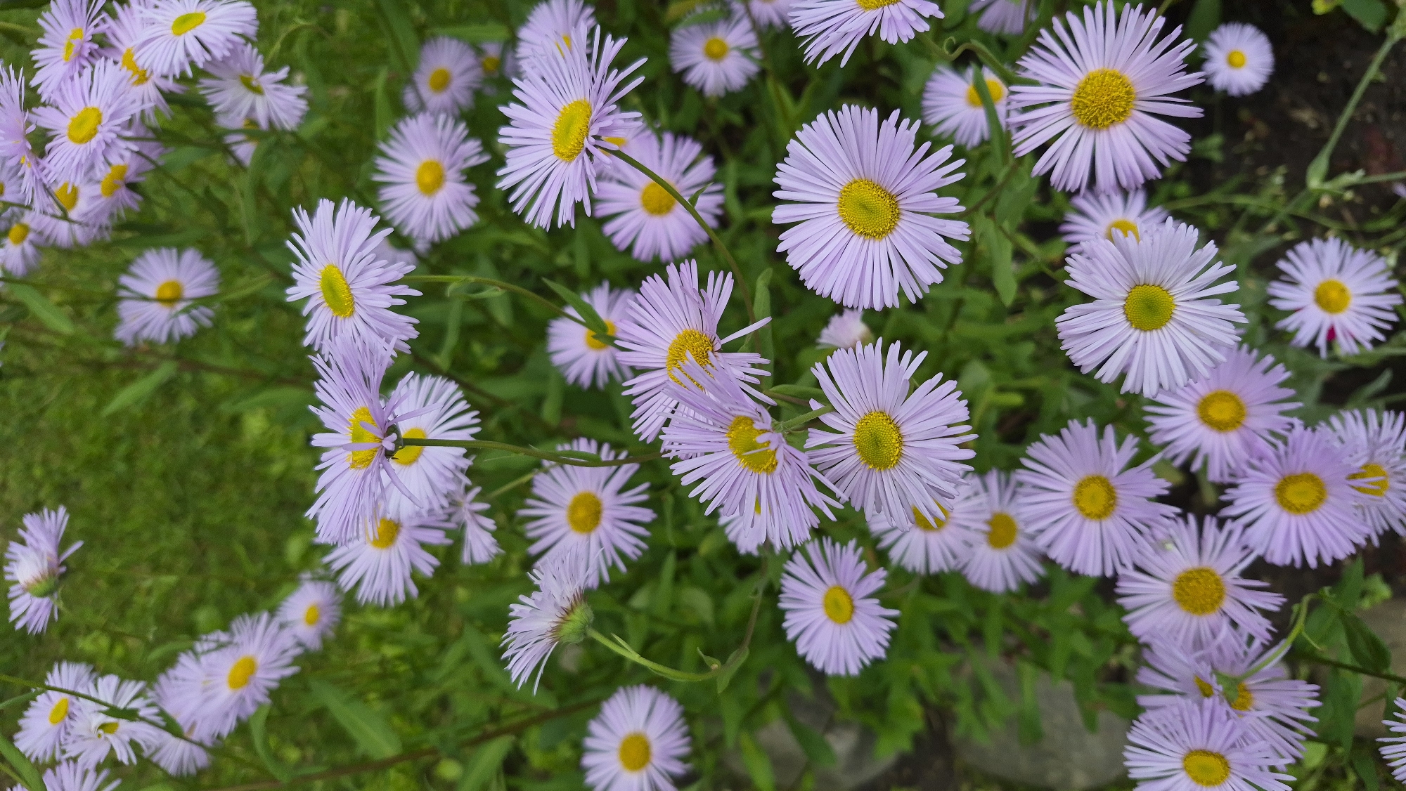The image displays a close-up, top-down view of a cluster of purple asters with yellow centers, densely packed against a blurred green background of foliage. The flowers exhibit delicate, thin petals radiating outwards from their centers. The lighting suggests an outdoor setting, possibly a garden or park within the city of Ļūbaste 0001, Latvia, given the provided context. No people or specific actions are depicted, and the environment appears to be natural and verdant.