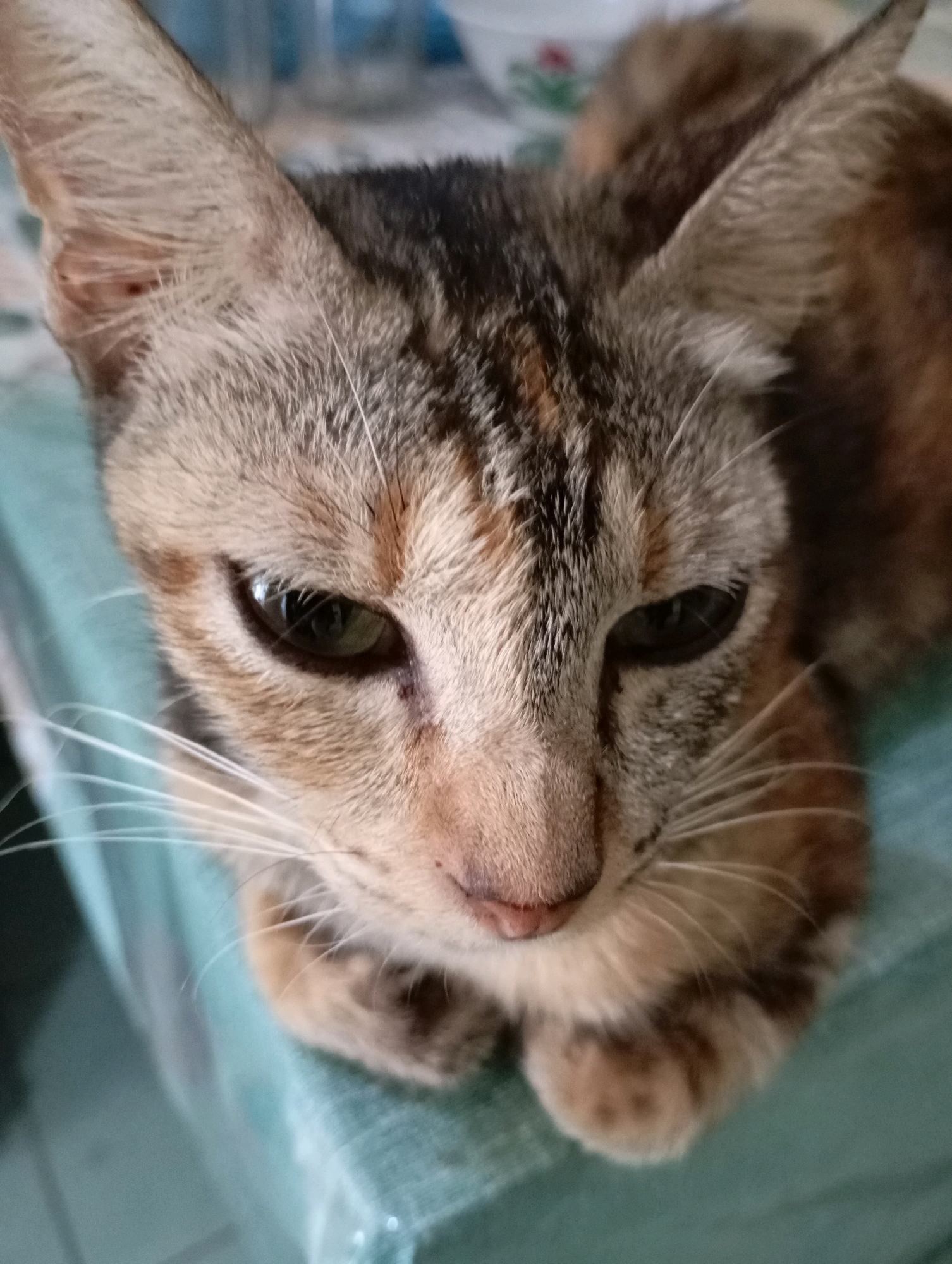 A close-up, eye-level, vertical shot captures a tabby cat with striking green eyes and prominent whiskers. The cat's fur is a mix of tan, brown, and black stripes, with lighter fur around its nose and mouth. Its ears are large and pointed, with the left ear showing some minor imperfections. The cat is resting on a teal-colored surface, possibly a tablecloth or blanket, which has a textured appearance. The background is out of focus, with hints of blue and white objects, suggesting an indoor setting. The lighting is soft, creating a gentle illumination on the cat's face. There is no indication of a specific location in Balikpapan, Indonesia, as the image focuses solely on the cat.