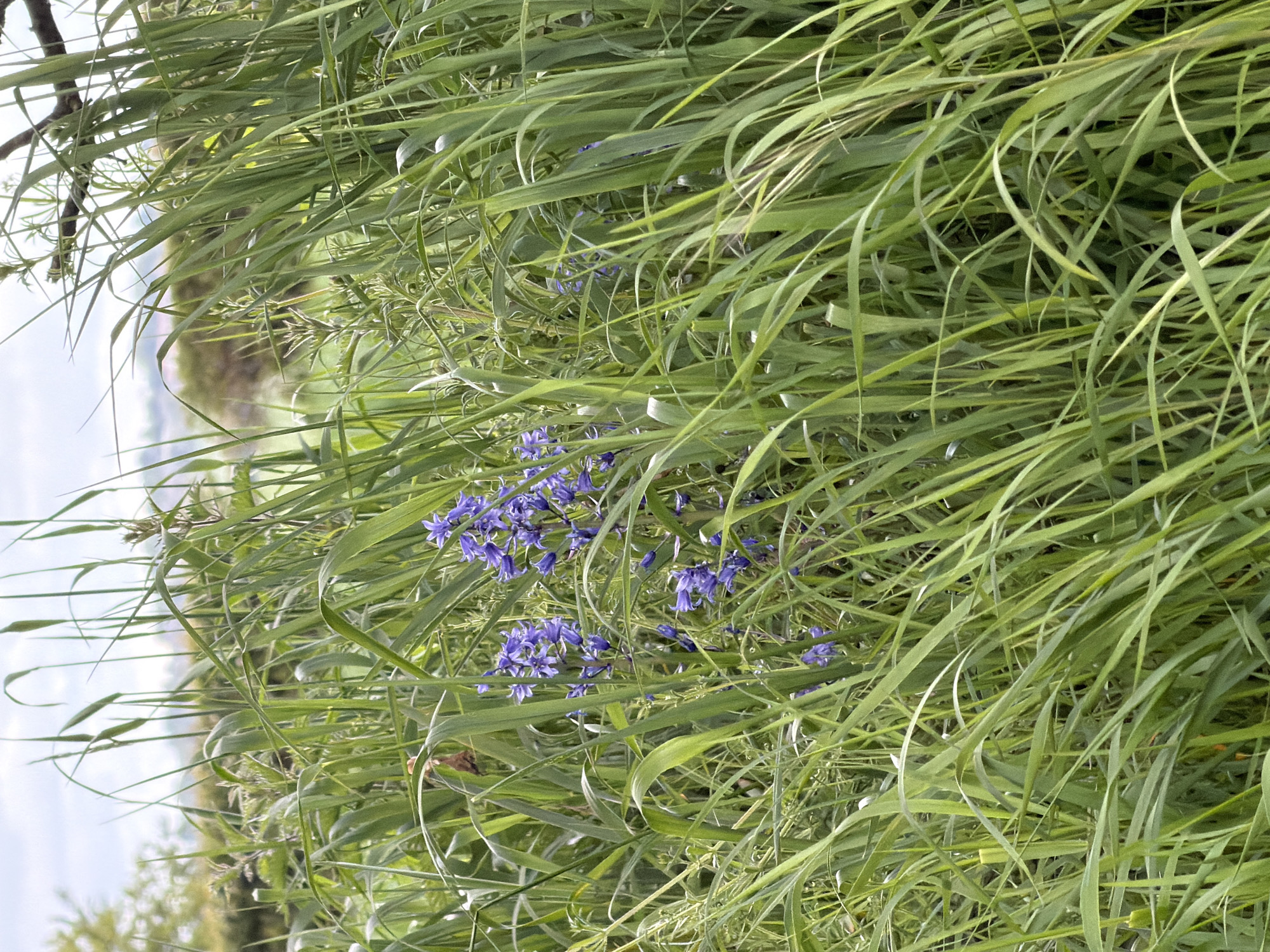 The image shows a patch of bluebells growing amongst tall green grass. The grass blades are long, linear, and curve over the bluebells. The scene appears to be located in a natural setting with a blurred background of trees and sky.
