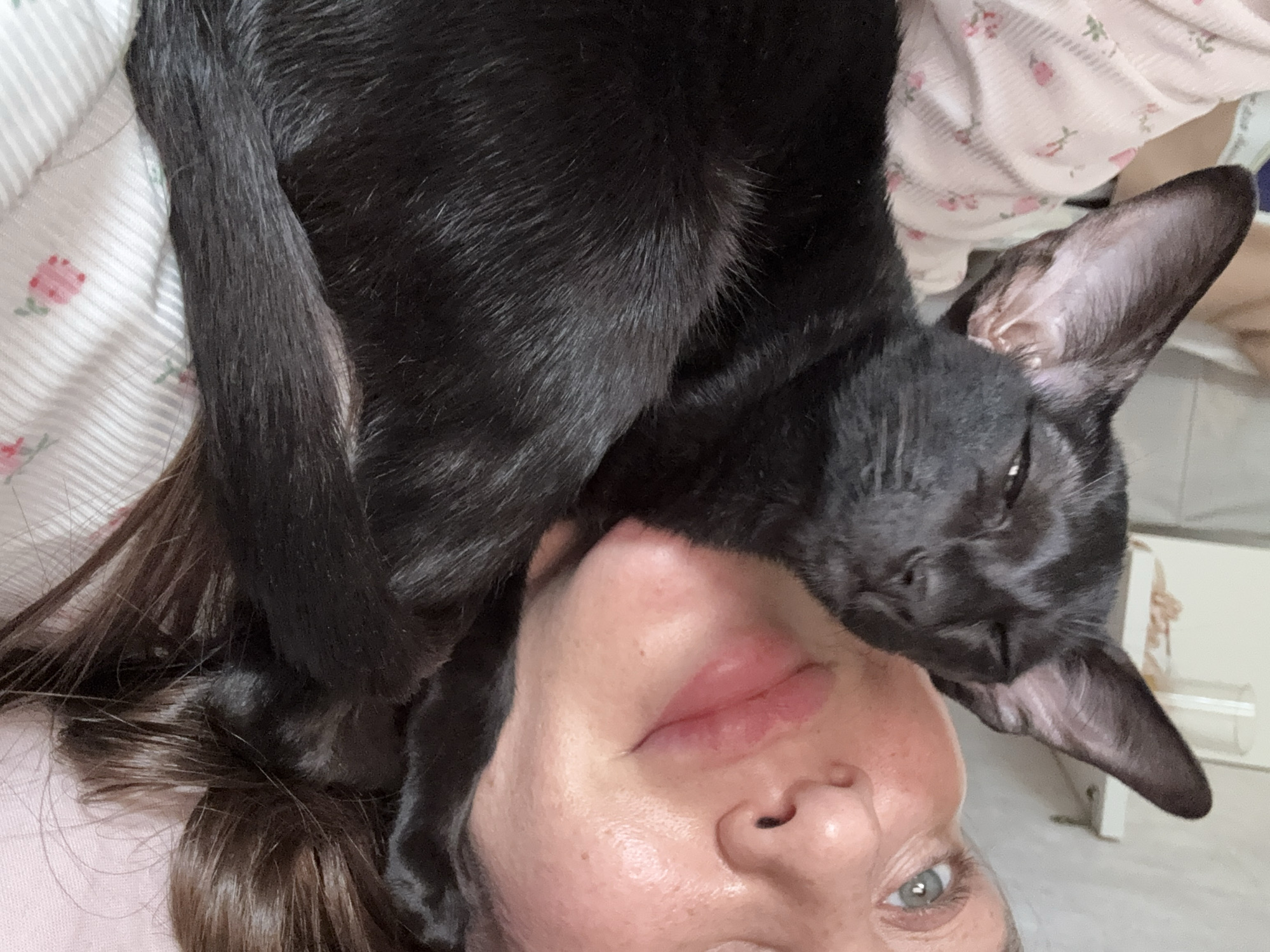 An intimate, vertical close-up shot shows a person and a black cat engaging in an affectionate moment. The person, likely a woman, is lying down with her head turned, looking towards the camera. Her face, partially visible, shows her right eye (greyish-green in color) and her lips, which are slightly parted. She has dark brown hair framing her face.
A sleek, short-haired black cat rests its head close to the person's face, with its body partially draped over the person's head and neck. The cat's large, prominent ears, characteristic of breeds like an Oriental Shorthair, are clearly visible. Its eyes are partially closed, contributing to a relaxed and comfortable expression. The cat's tail is also visible, curving around the person's hair.
The setting appears to be indoors, likely a bedroom or living area, suggested by soft, light-colored fabric with subtle pink floral and striped patterns, possibly bedding or clothing. The overall atmosphere conveys warmth, closeness, and affection between the two subjects. The lighting suggests it is daytime. No specific location cues are visible within the image itself to confirm the provided context of Chaikovsky, Russia. There is no visible text in the image.