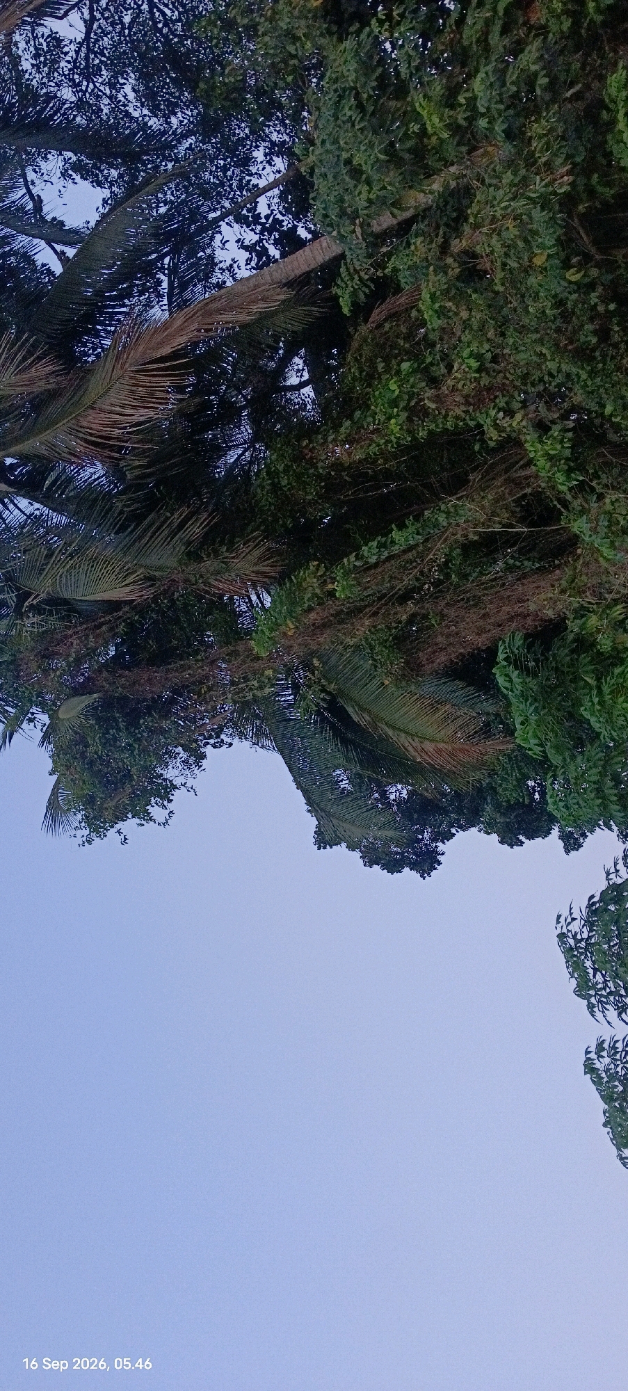 The image depicts a view looking upwards towards a canopy of lush green trees and palm fronds against a pale blue sky. The foliage is dense, with varying shades of green indicating different species of trees and plants. Some of the palm fronds appear dry and brown, suggesting they may be older or have been exposed to the elements. The scene is set outdoors, with the sky occupying the lower portion of the frame and the trees filling the upper half. The photograph was taken at 05:46 on September 16, 2026. The location is identified as Kaduagung, Indonesia. There are no people or animals visible in the image.