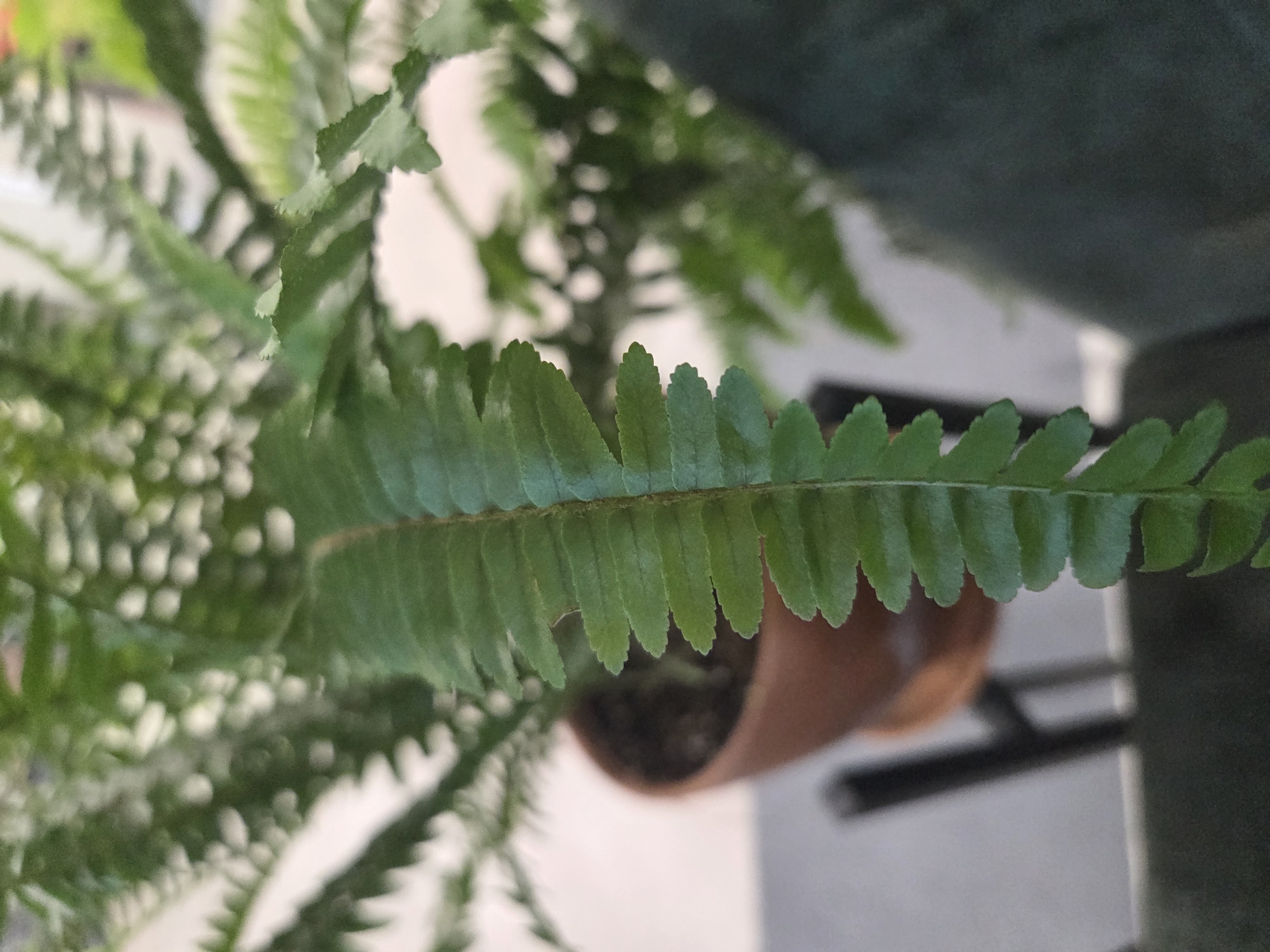 A close-up, slightly tilted, indoor photograph focuses on a frond of a green fern. The frond extends horizontally across the middle of the frame, with its individual leaflets arranged along the stem. The edges of the leaflets are slightly serrated. Behind the focused frond, the blurred background shows more of the fern's foliage and a brown pot. A glimpse of a surface and an object, potentially a part of furniture, are visible in the lower right corner.