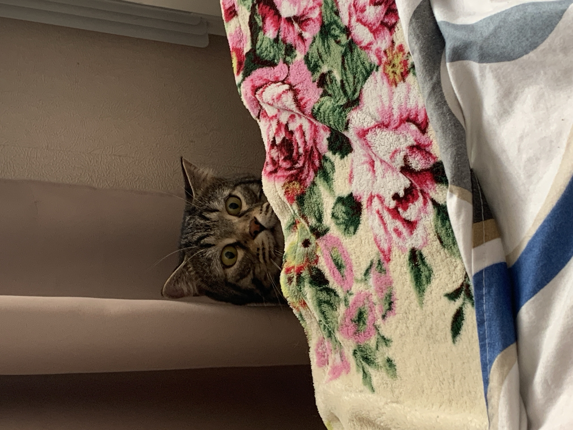 A tabby cat peeks out from behind a floral blanket, its wide, green eyes looking directly at the camera. The cat is lying down on a light brown surface, possibly a couch or bed. The floral blanket, predominantly pink and green, is draped over something to the right of the cat. Adjacent to the floral blanket is another blanket or fabric with blue and white stripes. The lighting suggests it is indoors, likely during the day, as there is no indication of artificial lighting. The cat's expression is curious and alert. No visible text is present in the image.