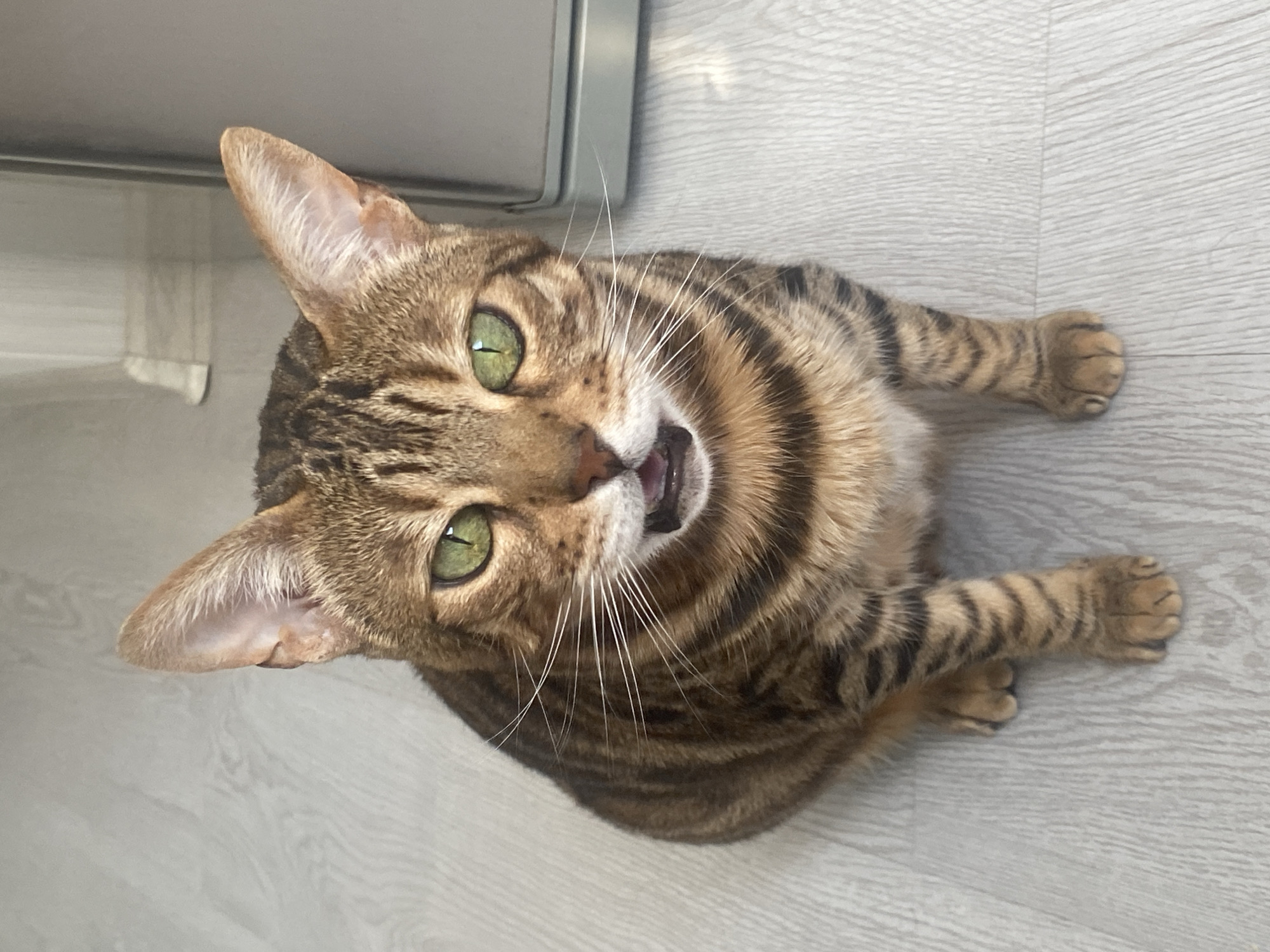 The primary subject of the image is a domestic cat, identified as a Bengal breed due to its distinctive coat patterns, located indoors in Chaikovsky, Russia. The cat has a short, sleek coat with a golden-brown base and prominent dark brown to black tabby stripes and spots across its body, head, and legs. Its most striking features are its large, bright emerald green eyes, which are wide open and looking directly at the viewer. The cat's mouth is slightly open, revealing a pink tongue, as if it is in the middle of a meow or panting lightly. Long, white whiskers fan out from its muzzle, and its ears are perked and alert, showing fine white fur within the ear canals.
The cat is positioned on a light-colored floor, which appears to be made of wood or laminate with a subtle grain pattern. It is sitting or possibly lying with its front paws tucked beneath its chest, exhibiting a relaxed but engaged posture. In the background, a light-grey or metallic object, possibly a refrigerator or other appliance, is partially visible, confirming an indoor setting. The lighting is bright and natural, suggesting it is daytime. The cat's expression conveys alertness and curiosity, possibly interacting with the person taking the photograph. There is no visible text in the image.