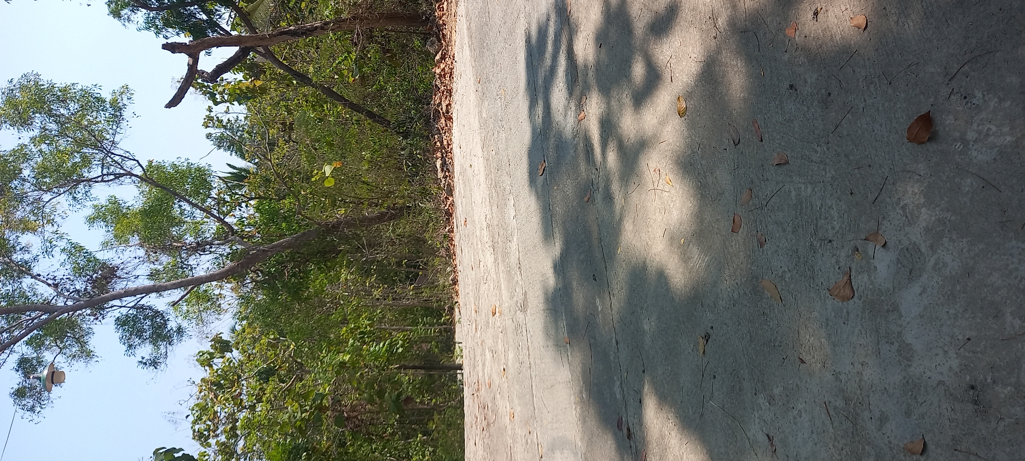 The image displays a concrete surface in the foreground, scattered with dry leaves and twigs. The surface shows signs of wear, with visible cracks and variations in color. Sunlight casts dappled shadows of foliage onto the concrete.
In the background, a dense collection of trees with lush green foliage forms a natural backdrop. The trees vary in height and density, suggesting a natural setting or a well-established garden. One prominent tree in the middle ground has a distinctive branch structure and appears to be older.
Partially visible amongst the trees is a modern street lamp, suggesting the area is near a developed zone or road. The sky above is a clear, pale blue. The overall scene evokes an outdoor environment, possibly a park, garden, or a roadside area, with a clear indication of natural elements mixed with man-made structures.