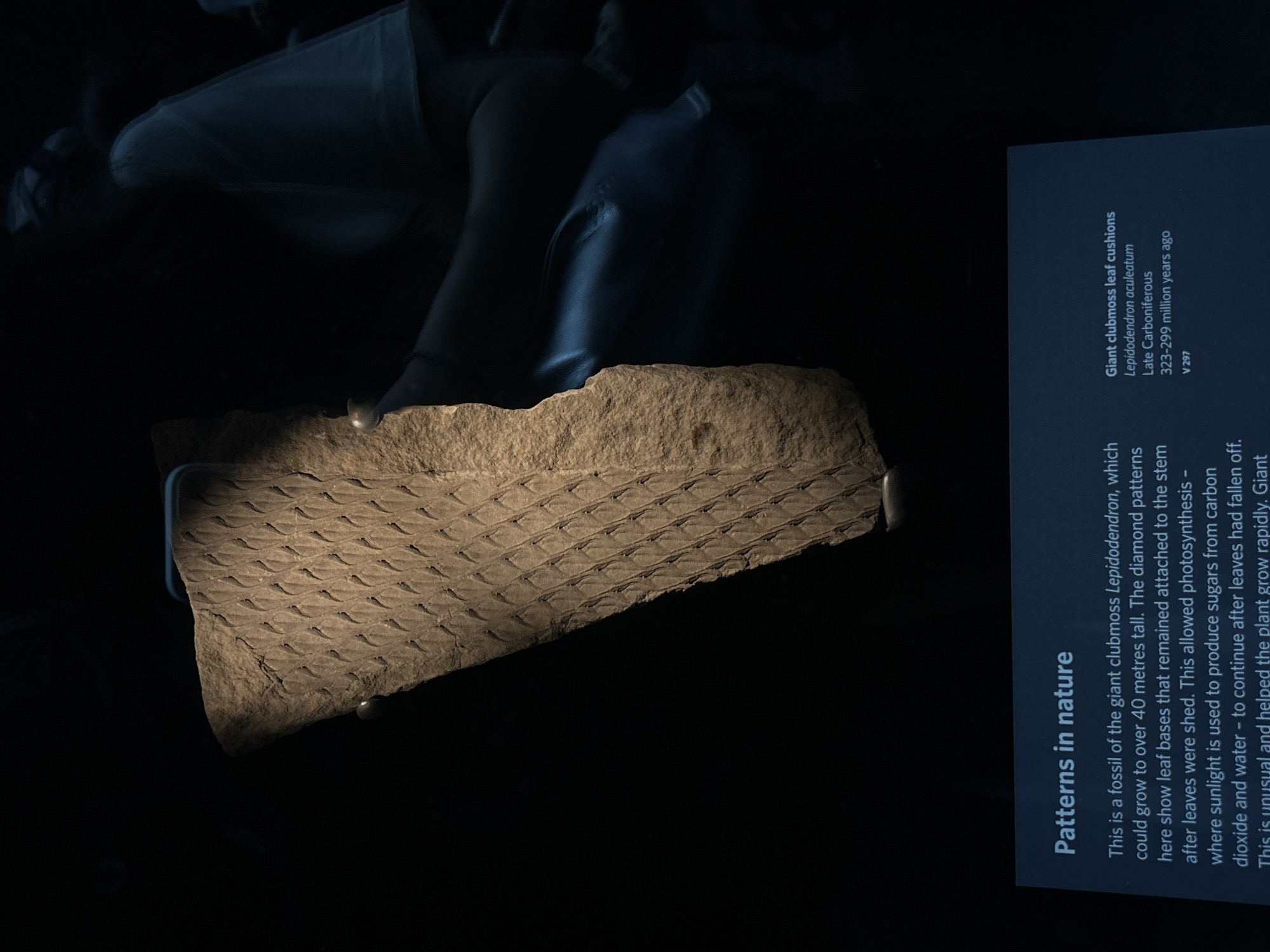 A fossilized clubmoss leaf cushion, identified as *Lepidodendron aculeatum* from the Late Carboniferous period (323-299 million years ago), is displayed in a museum. The fossil, with its distinctive diamond-shaped patterns, is illuminated by spotlights, highlighting its texture. In the background, a blurred figure of a person in a white t-shirt is visible, partially silhouetted against a dark environment. The fossil is mounted on a stand. A descriptive plaque is visible in the foreground, with text in English detailing the fossil and its properties. The scene appears to be within a museum exhibit in London, United Kingdom, as indicated by the artifact's context and the typical presentation of museum displays.