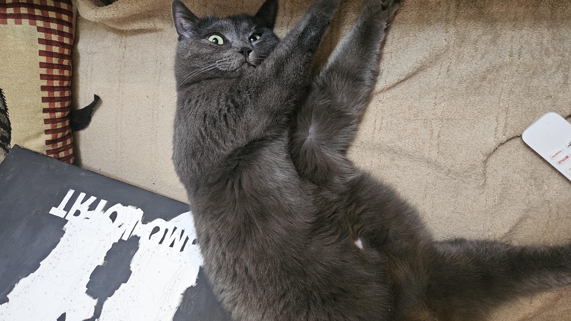 A medium shot captures a fluffy grey cat lying on a beige, textured blanket. The cat is positioned on its back, with its head turned towards the camera, revealing bright green eyes and white whiskers. Its paws are splayed out, and its body is relaxed. To the left of the cat, a black canvas with white lettering is partially visible, appearing to be a paint-by-numbers canvas. The background shows a section of a patterned cushion with red and beige stripes. In the bottom right corner of the image, a white remote control lies on the blanket. The overall lighting suggests an indoor setting. The image does not contain information or visual cues that would allow for the identification of its location in the city of Krasnodar, Russia.