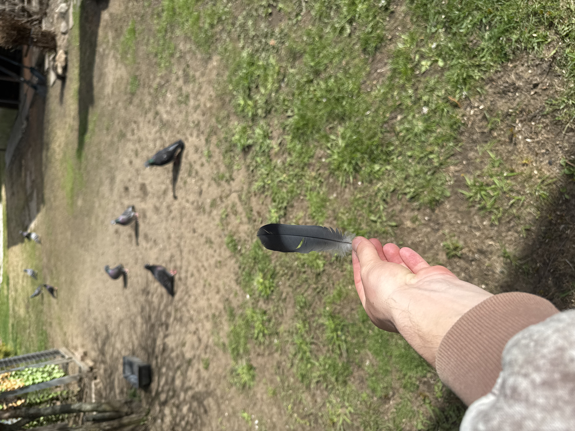 The image depicts a top-down view of a hand holding a feather against a backdrop of ground with patches of grass and several pigeons. The feather is black with greyish ends. The hand is fair-skinned and belongs to a person wearing a light brown sleeved garment. In the background, there are at least six pigeons scattered across the ground. The location is an outdoor area with a mix of bare earth and green vegetation. The location is in the city of Yamyshevo, Russia.
