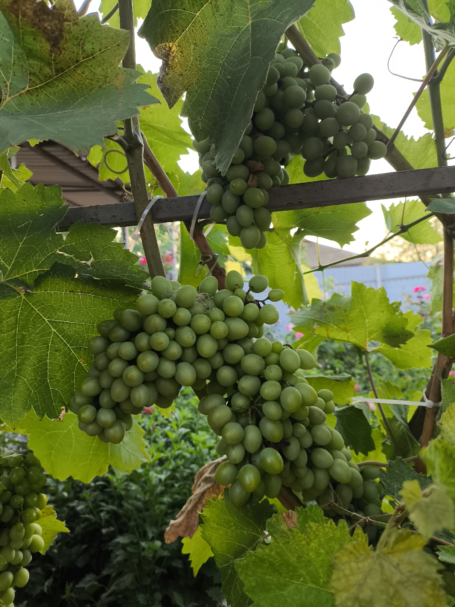 In Yuzhno-Sukhokumsk, Russia, a cluster of unripe green grapes hangs from a vine, supported by a metal trellis. The grapes are round and plump, clustered together tightly on a stem. Large, green grape leaves, some showing signs of browning or damage, surround the fruit. In the background, out-of-focus foliage and a fence suggest an outdoor setting, possibly a garden or vineyard. The lighting indicates it is daytime, with the sun filtering through the leaves and illuminating the grapes.