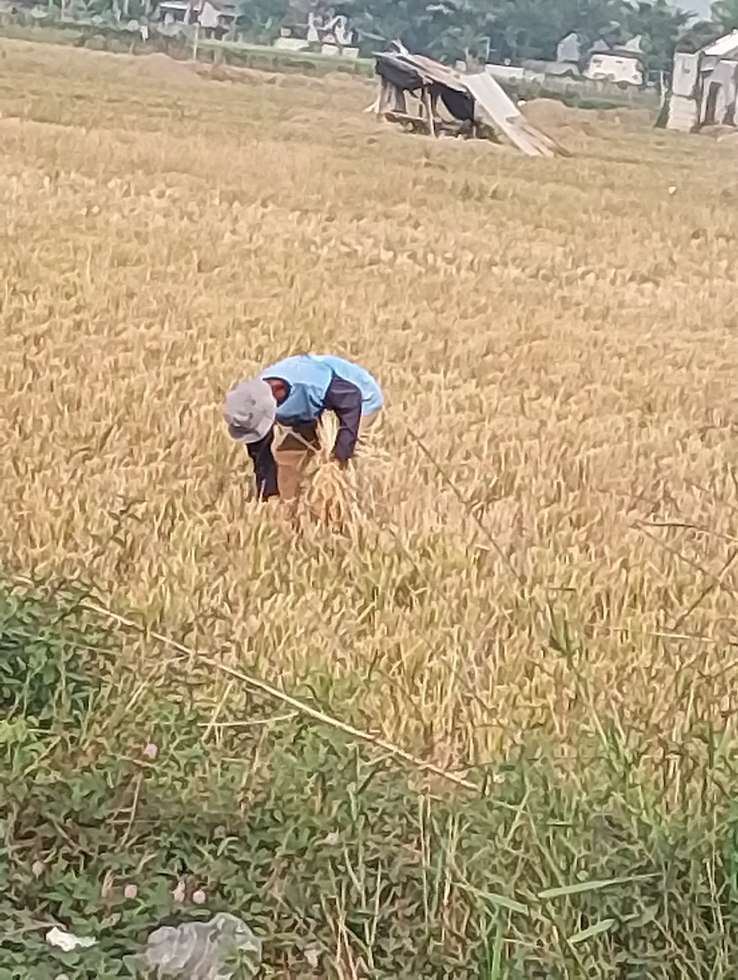 A person, wearing a blue long-sleeved shirt and brown pants, with a gray cap, is bending over in a dry, golden field, appearing to harvest or gather something from the ground. They are holding a bundle of stalks in their hands. The field is vast and appears to be a rice paddy or similar crop. In the background, there are structures that look like makeshift shelters or sheds, and some distant trees and buildings, suggesting a rural or semi-rural setting. The foreground shows some green vegetation and a discarded plastic bag on the ground. The scene is likely located in the city of Karawang, Indonesia, a region known for its extensive rice cultivation.