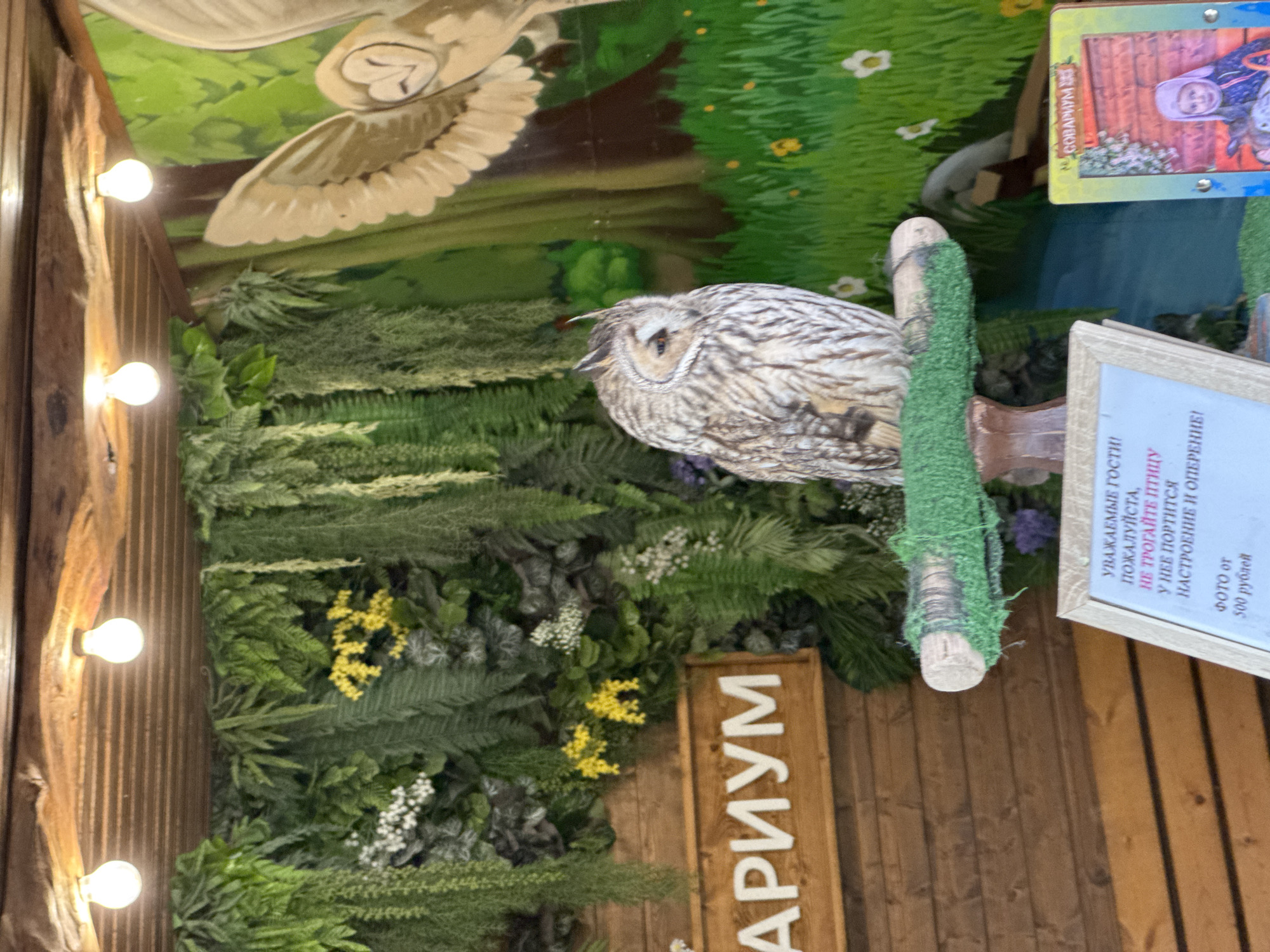 The image shows an owl display inside "Sovarium," presumably a business in Sochi, Russia. The owl, likely a taxidermied specimen, sits perched on a moss-covered, artificial branch. The backdrop is a painted forest scene, with an image of an owl in flight visible on the ceiling. The display is accented by a sign asking visitors not to touch the birds and indicating that photographs cost 500 rubles. In the lower left corner of the image is a part of a wooden sign that has the Russian word for Sovarium. A string of decorative lights is visible on the left side of the scene.
