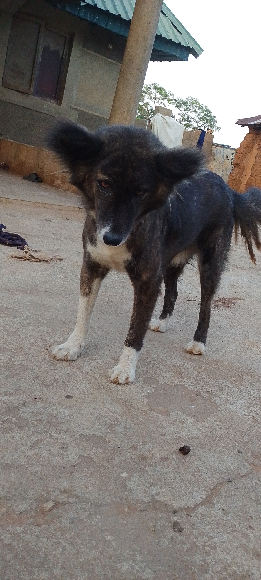 A medium-sized, brindle-colored dog with large, erect ears and white paws stands on a concrete surface in what appears to be an outdoor compound. The dog is the primary subject and is positioned in the center of the frame, facing slightly to its left with its head lowered. Its fur has dark and light brown brindle markings, with white fur on its chest and lower legs. In the background, there is a building with a corrugated metal roof, a concrete pillar, and a window. There are also some objects on the ground, including a piece of dark fabric and some other indistinct items. The ground is rough and uneven concrete, typical of an outdoor space in a rural or semi-urban setting. The lighting suggests it is either early morning or late afternoon. Based on metadata, this scene is located in Kamantan, Nigeria.