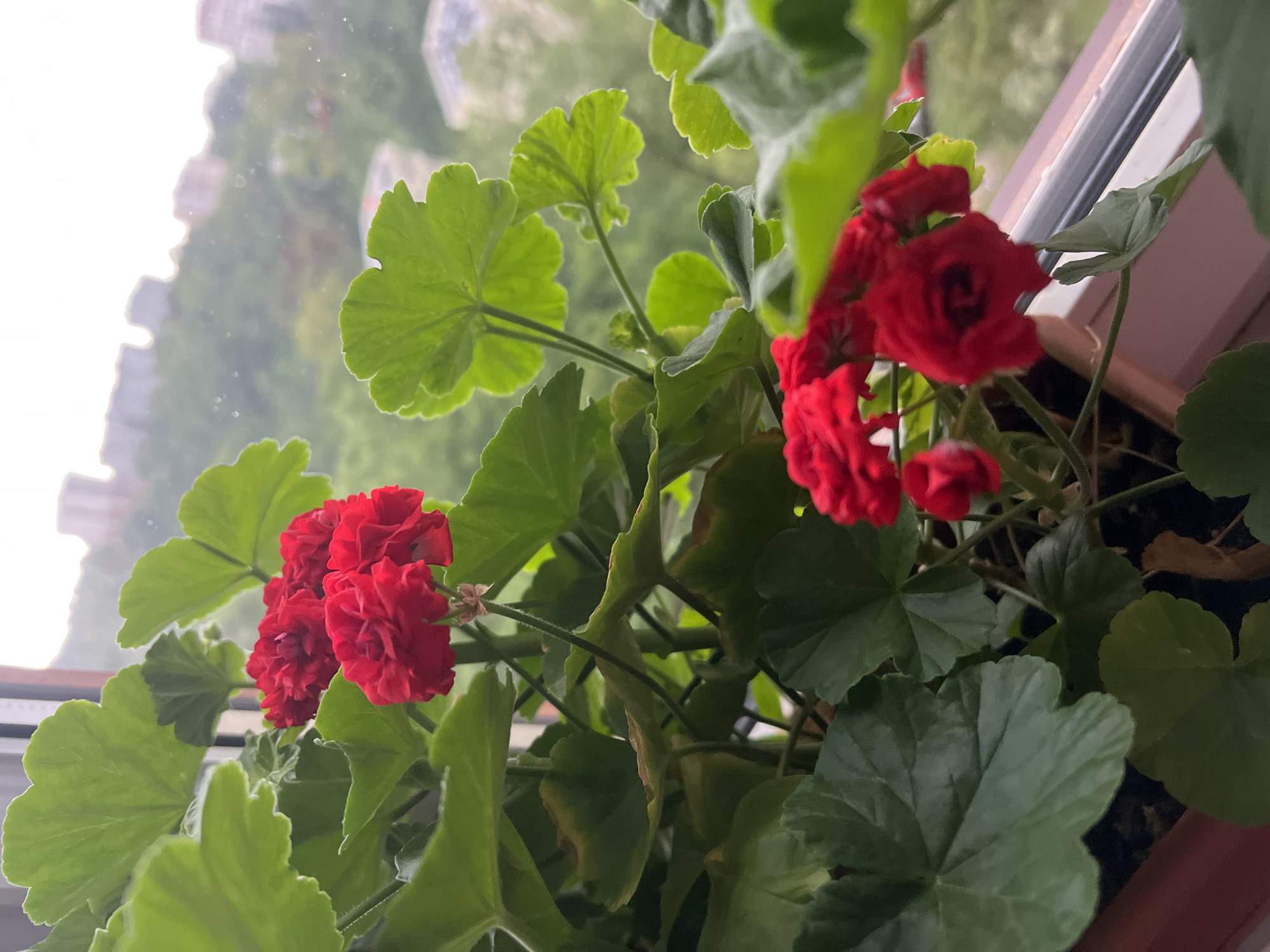 A potted red geranium is visible indoors, positioned on a window ledge. The leaves of the plant are green and lobed. Outside the window is a blurry view of a cityscape, including buildings and greenery, consistent with an urban setting. While the image is taken indoors, the outside scene does not specifically indicate Sochi, Russia.