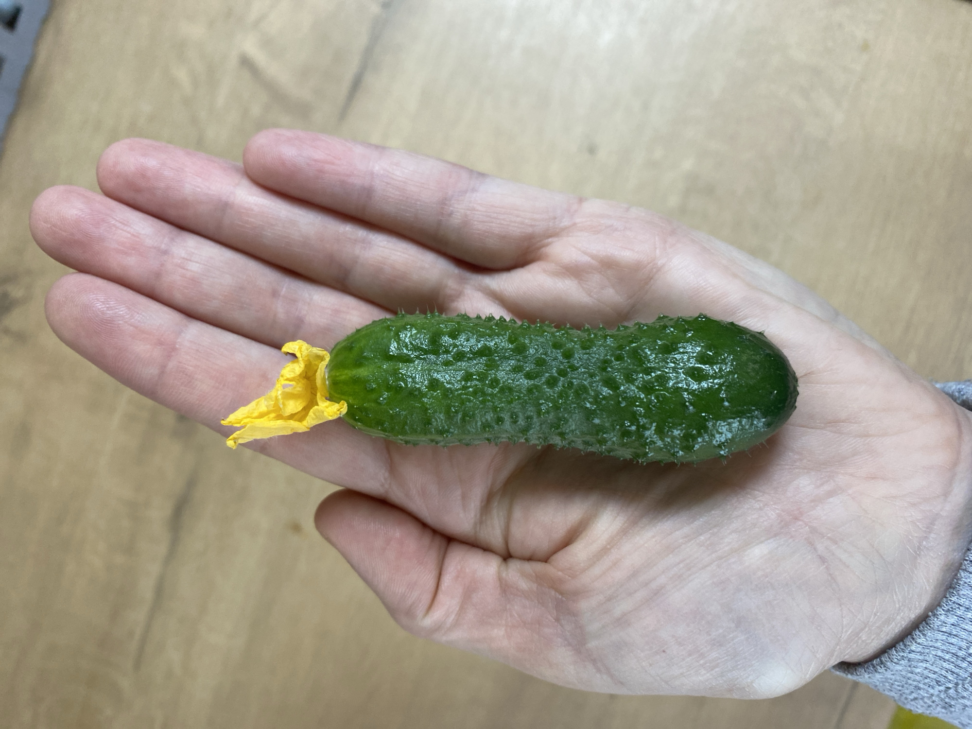 The image displays a close-up view of a person's hand holding a single, small green cucumber. The cucumber is short, plump, and has a distinctive bumpy texture, appearing glossy from moisture or natural sheen. A vibrant yellow flower is still attached to one end of the cucumber, suggesting it is a freshly picked or young fruit, possibly a gherkin. The hand, with visible skin lines and creases, gently cradles the cucumber horizontally. Part of a grey fabric sleeve is visible in the bottom right corner of the frame. The background is a light brown or tan wooden surface, likely a table or floor, indicating an indoor setting. The lighting is soft and even. The activity depicted is simply holding or presenting the small vegetable. There are no visible emotional cues or discernible text in the image. While the provided context specifies the location as Chaikovsky, Russia, this is not visually evident in the photograph itself.