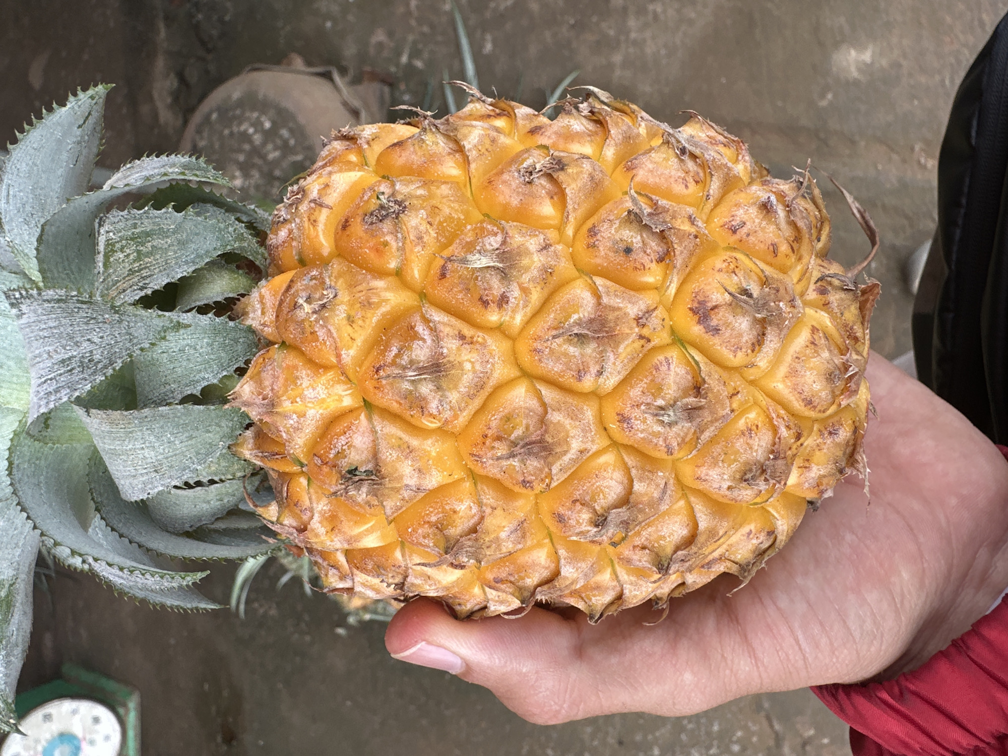 A person's hand, visible from the thumb to the knuckles, holds a ripe pineapple. The pineapple has a golden-yellow rind with visible hexagonal patterns and brown, spiky protrusions. The green, spiky leaves of the pineapple crown extend upwards. The background is blurred, showing a concrete or dirt ground, and a portion of a scale or weighing device with a blue dial on the left. A red jacket sleeve is visible on the person's arm. The image appears to be taken outdoors.