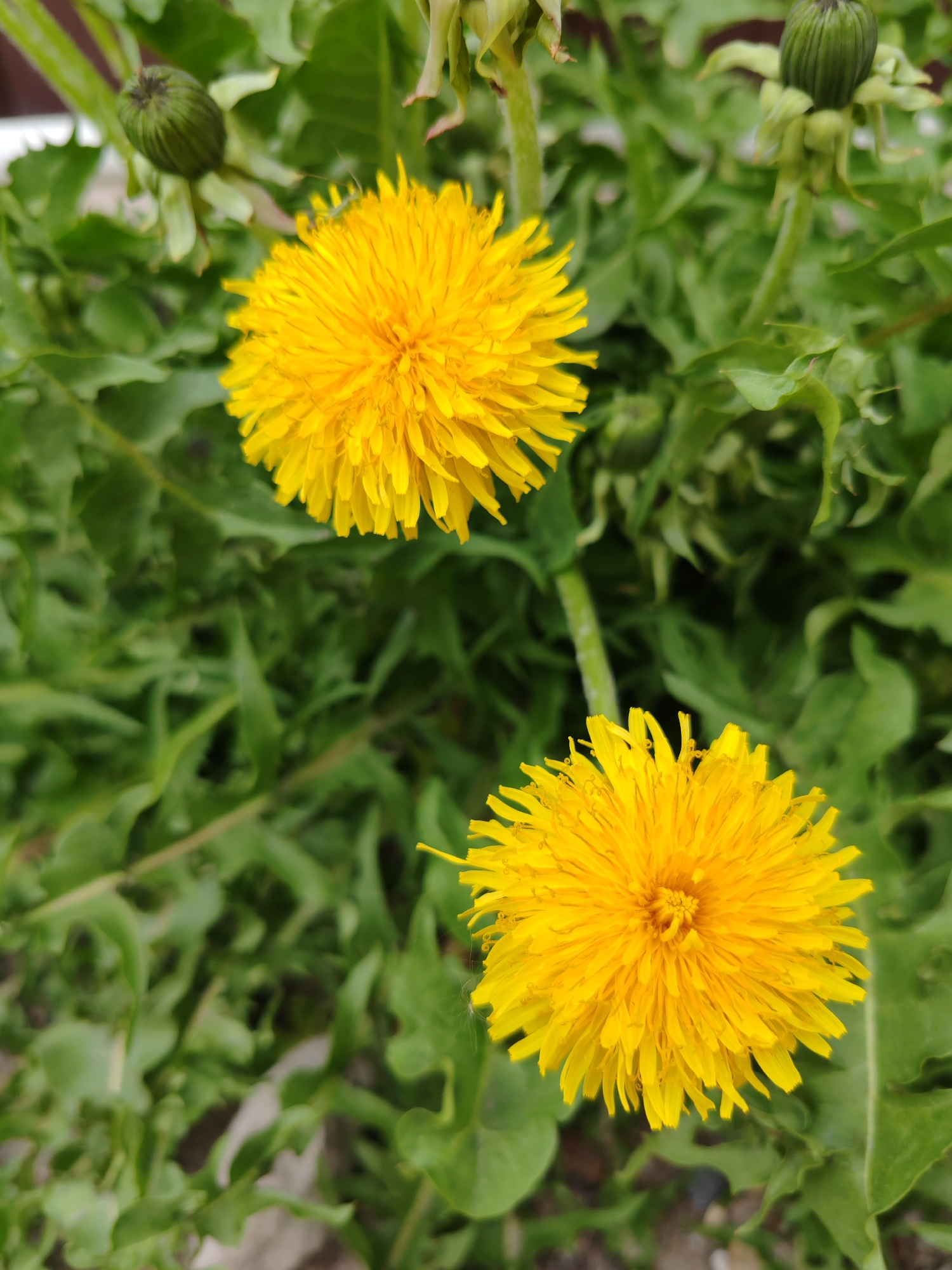The image features two fully bloomed, bright yellow dandelions in the foreground, surrounded by green dandelion leaves and buds. The environment suggests an unkempt grassy area. There's no specific indication of the location being Tver, Russia, based solely on visual information.