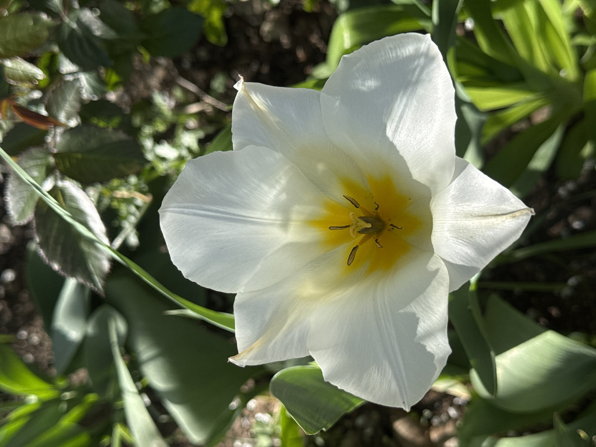 A high-angle, close-up photograph depicts a white tulip in bloom. The tulip has six petals with a yellow center. The flower is surrounded by green leaves. The location is potentially in Sofia, Bulgaria. There are no people visible.