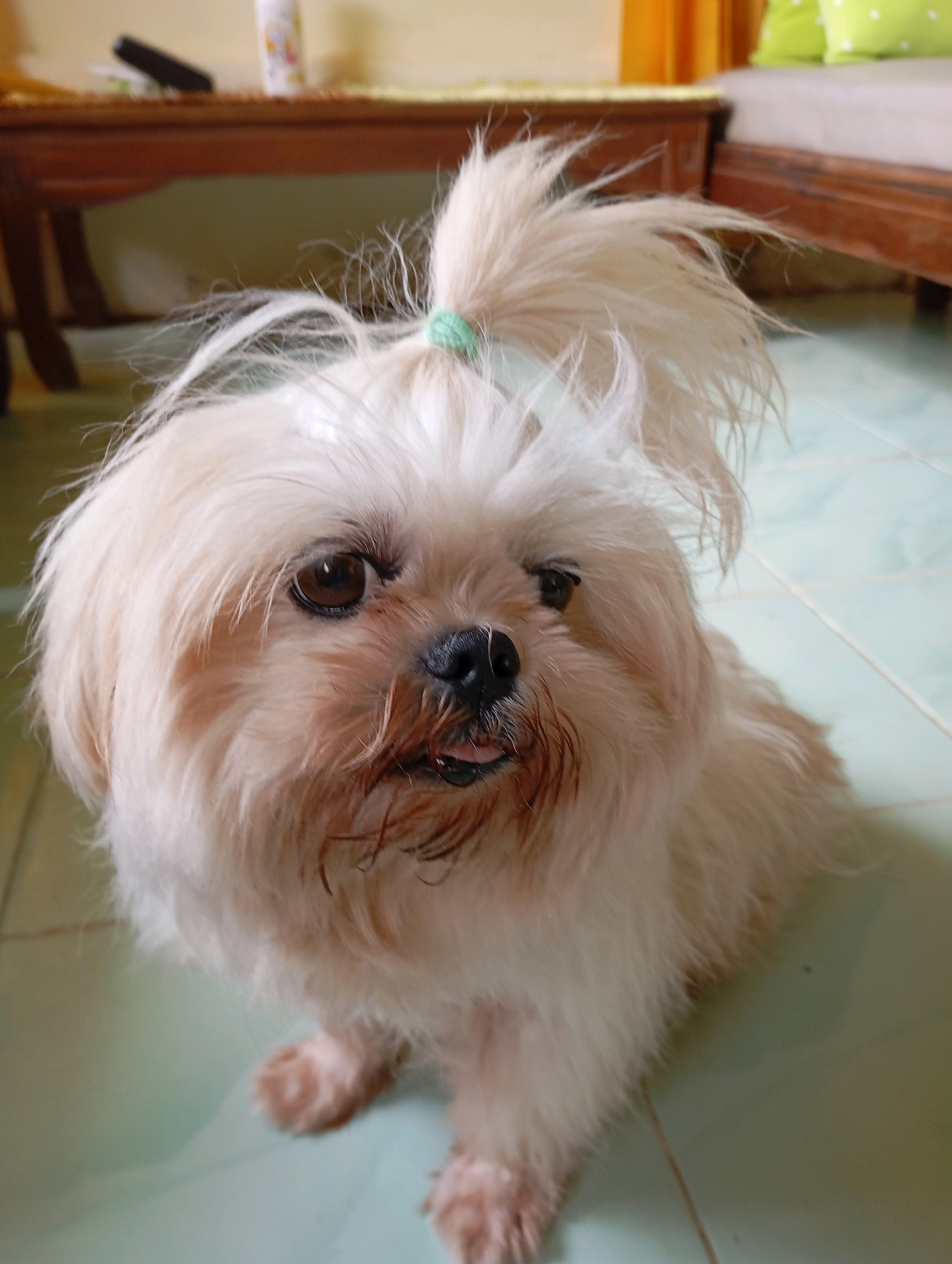 A fluffy, cream-colored Shih Tzu is the subject of this close-up, eye-level shot. The dog's head is tilted slightly, and its mouth is open, with its tongue peeking out. A small, green hair tie is visible on top of its head, securing a small tuft of fur. The dog's brown eyes are alert and appear to be looking directly at the camera. The background is blurred, suggesting an indoor setting. The flooring appears to be a light green tile with a visible grout line. To the left, a wooden table with a dark brown finish is partially visible, and on it, a black remote control and a white bottle with colorful designs are present. Further in the background, a piece of wooden furniture, possibly a bed frame, is visible, adorned with two light green pillows with white polka dots. The lighting suggests it is daytime. The scene is consistent with a residential setting in Balikpapan, Indonesia.