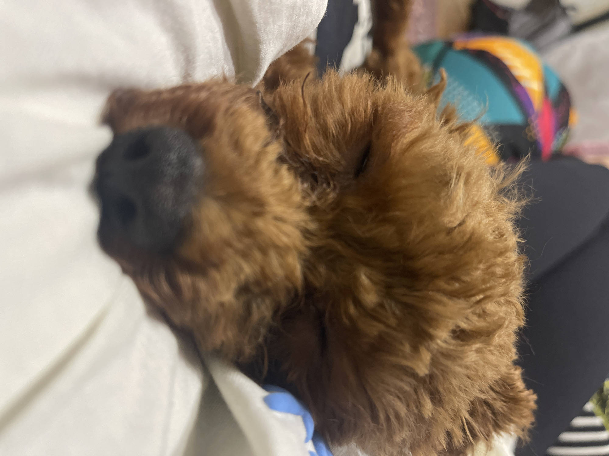 A close-up shot shows a reddish-brown dog sleeping on a white pillow. The dog's nose is prominent, and its eyes are closed. The background includes a person's lap and a colorful object. The location in Sofia, Bulgaria cannot be determined from the image.