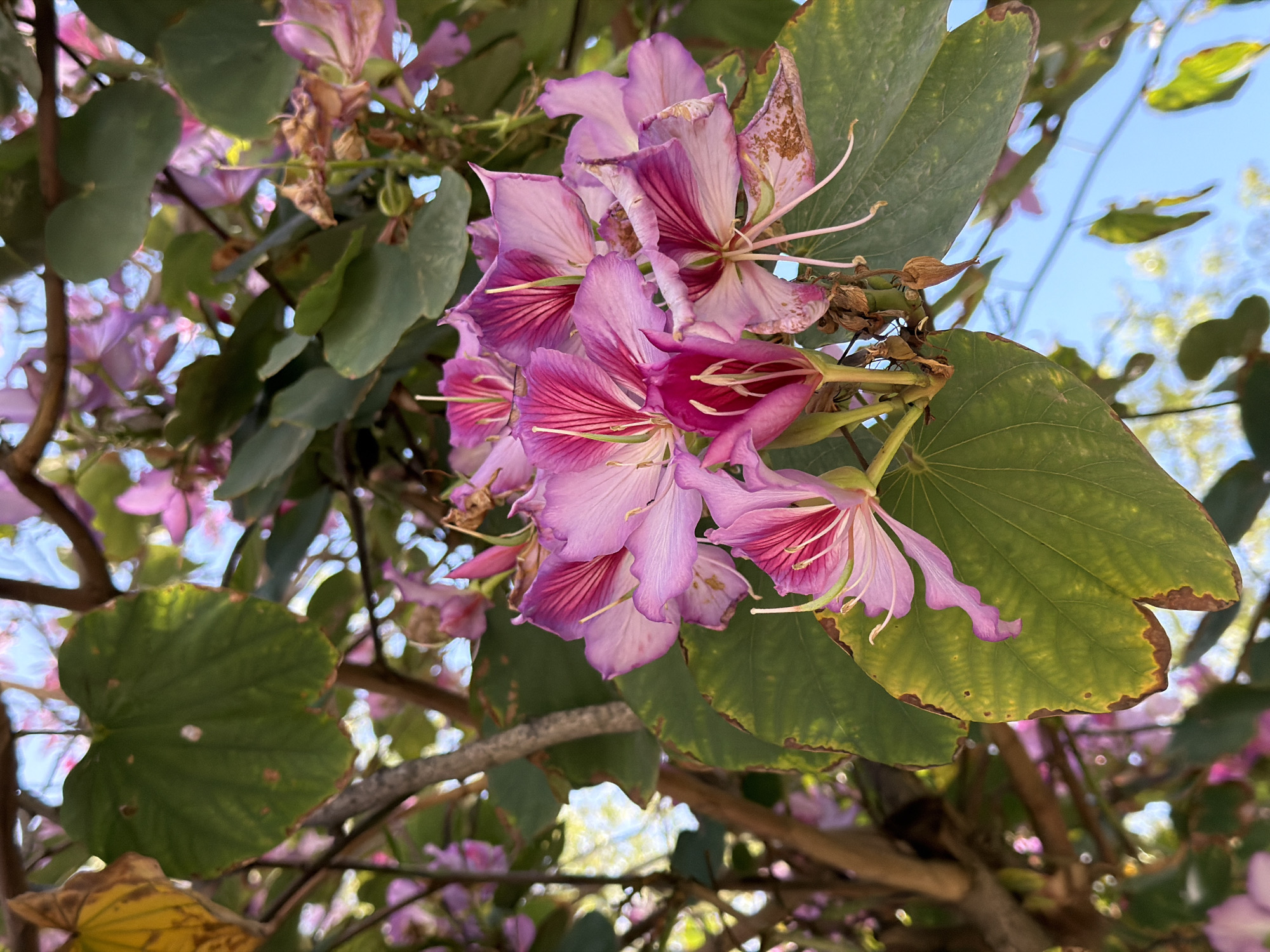 The image shows a cluster of pink and purple orchid tree flowers (Bauhinia purpurea) blooming amidst green leaves, with a glimpse of blue sky in the background. It's likely taken in Tel Aviv, Israel, given the prevalence of this tree in the region. The flowers are in full bloom, displaying their characteristic orchid-like shape. The green leaves are large and heart-shaped. The scene is well-lit, suggesting it was taken during the daytime.