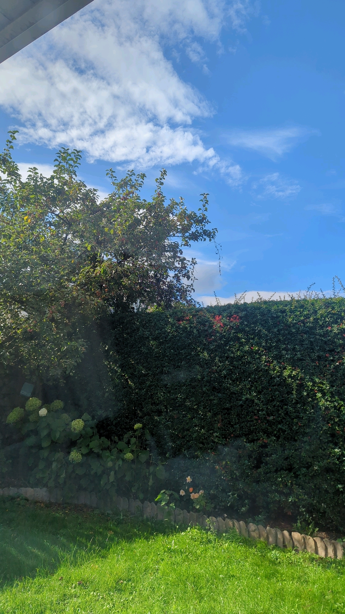 The image depicts a sunlit garden scene in Cornelscourt, Ireland. The foreground features vibrant green grass, with a low border of irregular, light-colored stones separating it from a garden bed. Behind the border, lush green foliage dominates, including a large, leafy tree on the left with visible red fruits and some white hydrangeas. A dense, dark green hedge stretches across the midground, with occasional small red flowers visible within it. In the background, a bright blue sky is dotted with white, wispy clouds, and a portion of a grey structure, possibly a roof overhang, is visible in the top left corner. The overall impression is one of a well-maintained, outdoor residential space on a clear day. There are no people or animals present in the image.