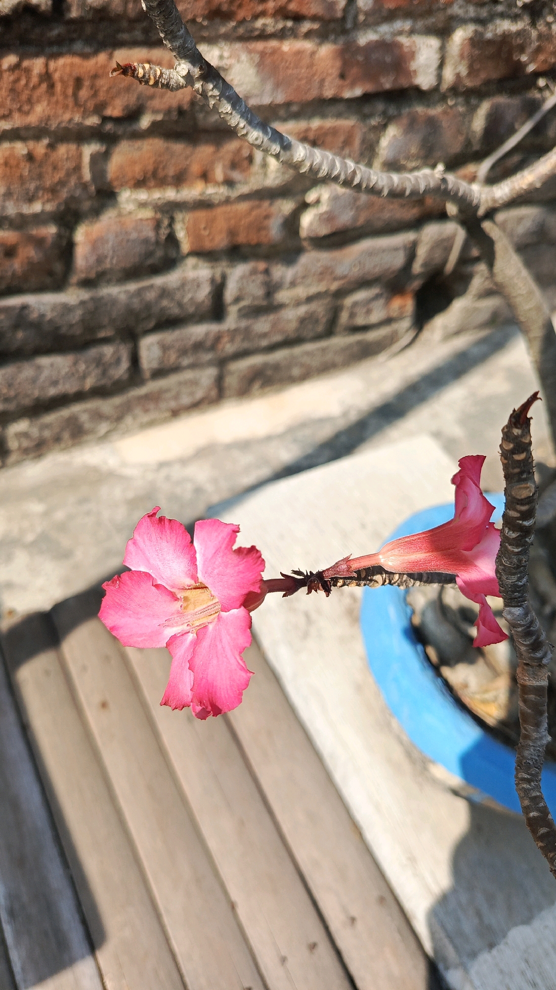 A bright pink desert rose flower with five petals is in full bloom, extending from a gnarled, leafless branch. The flower's center is a lighter shade of pink with yellow undertones. Behind the flower, a brick wall with weathered, reddish-brown bricks serves as the backdrop. To the right of the flower, the branch leads to another unfurling pink flower, partially obscured by a blue planter. The foreground consists of weathered wooden planks, laid diagonally, casting soft shadows. The scene is bathed in natural light, suggesting an outdoor setting. The location is specified as Ronowijayan, Indonesia.