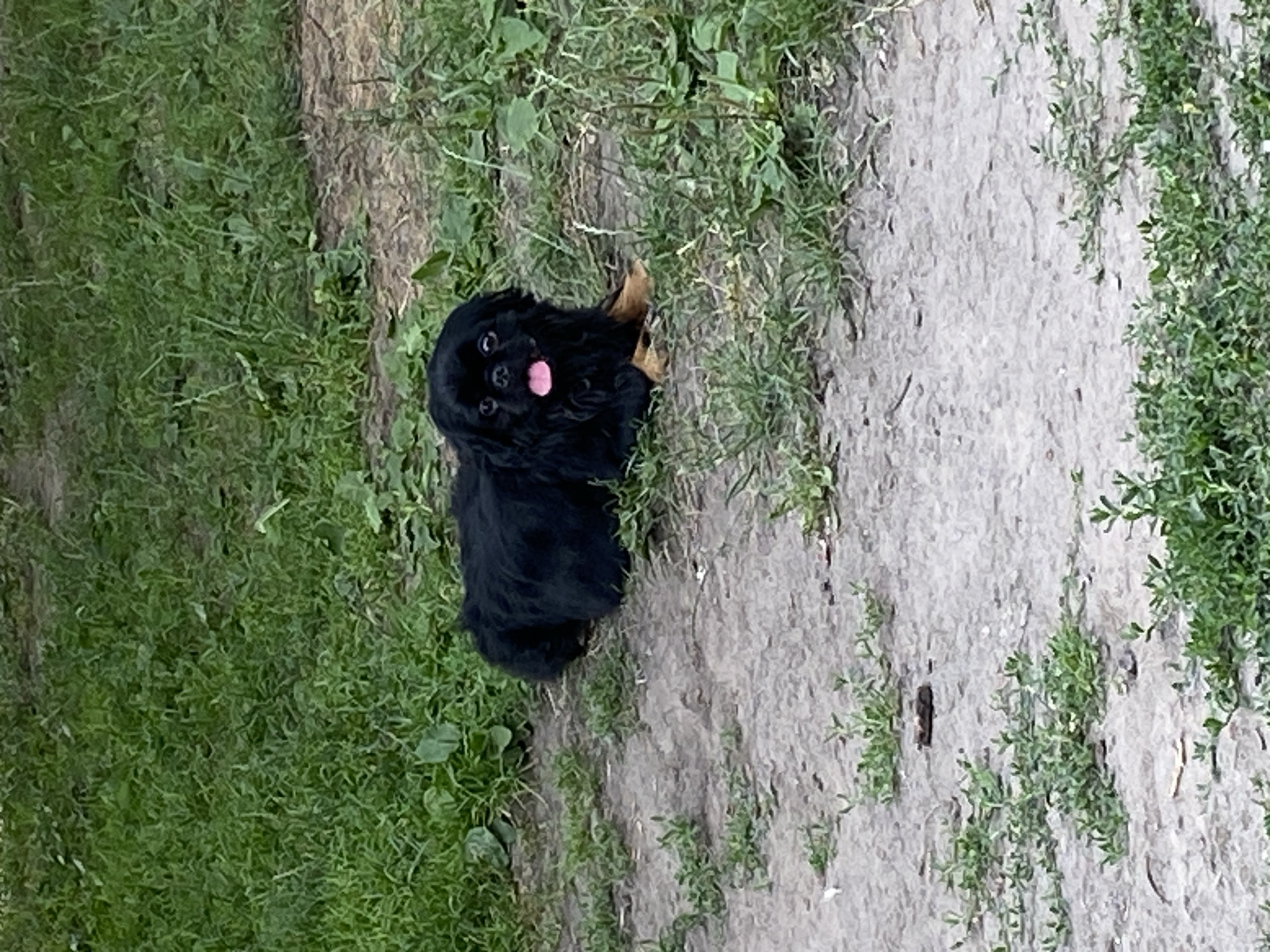 A black-and-tan Pekingese dog is lying on a patch of dirt surrounded by grass. The dog is facing the camera with its tongue sticking out. Its eyes are dark and round, and it has a fluffy mane of fur. The dog's front paws are visible, and its hind legs are tucked underneath its body. The dirt patch is dry and cracked, with small green weeds growing in it. The grass is green and lush, with some brown patches visible. The background is blurred, but it appears to be a natural outdoor environment. The lighting suggests it is daytime, with soft, diffused light, indicating an overcast day or shade. The image was taken in Vasylky, Ukraine.