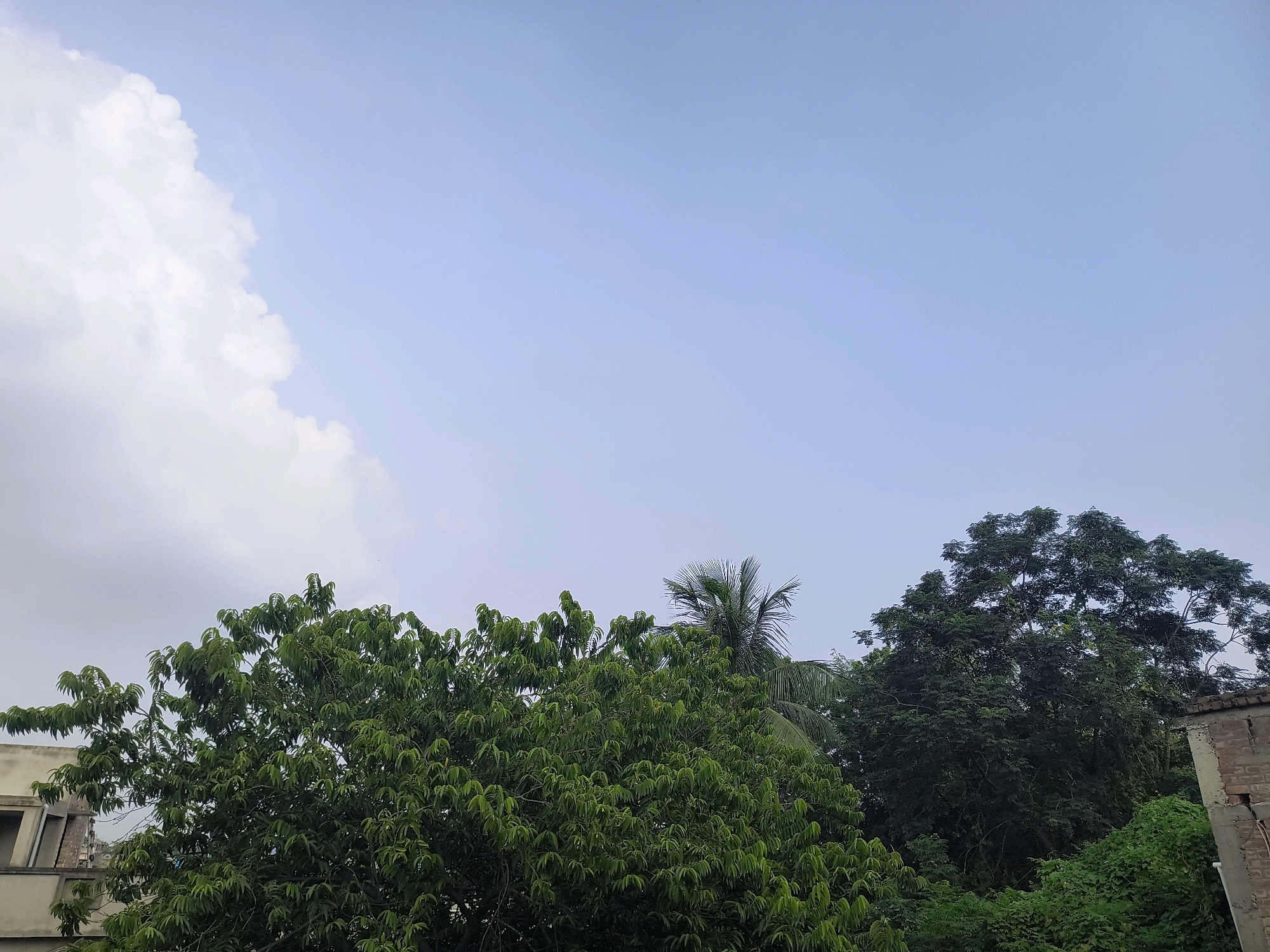 The image depicts an outdoor scene with a clear sky dominating the upper portion, featuring a large, fluffy white cloud on the left and a gradient of light blue to pale blue towards the right. In the lower half, dense green foliage from multiple trees fills the frame, with the tops of some buildings peeking through on the left and right edges. A single palm tree is visible amidst the greenery in the middle right. The overall environment suggests a semi-urban or suburban area in Beldanga, India, with a focus on natural elements against a backdrop of human construction. No people or specific actions are observable in the image.