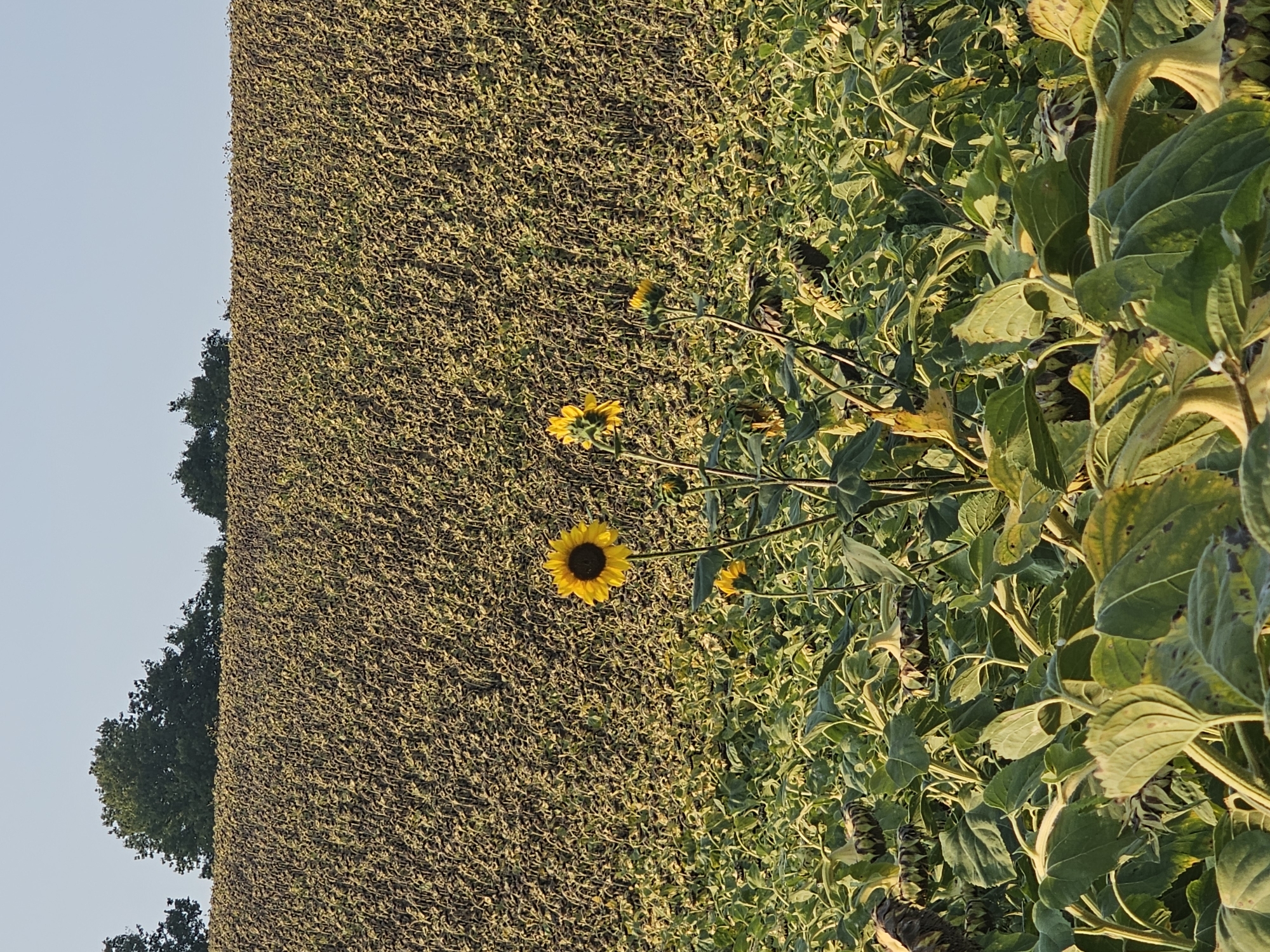 This is an eye-level shot of a field of sunflowers in Rozès, France. The field is vast, with rows and rows of sunflowers stretching into the distance. The sunflowers in the foreground are tall and vibrant, with large yellow petals and dark brown centers. Some of the sunflowers are facing the sun, while others are turned away. The field is bathed in the warm glow of the setting sun, casting long shadows across the ground. In the background, there is a line of trees and a clear blue sky. The image conveys a sense of peace and tranquility.