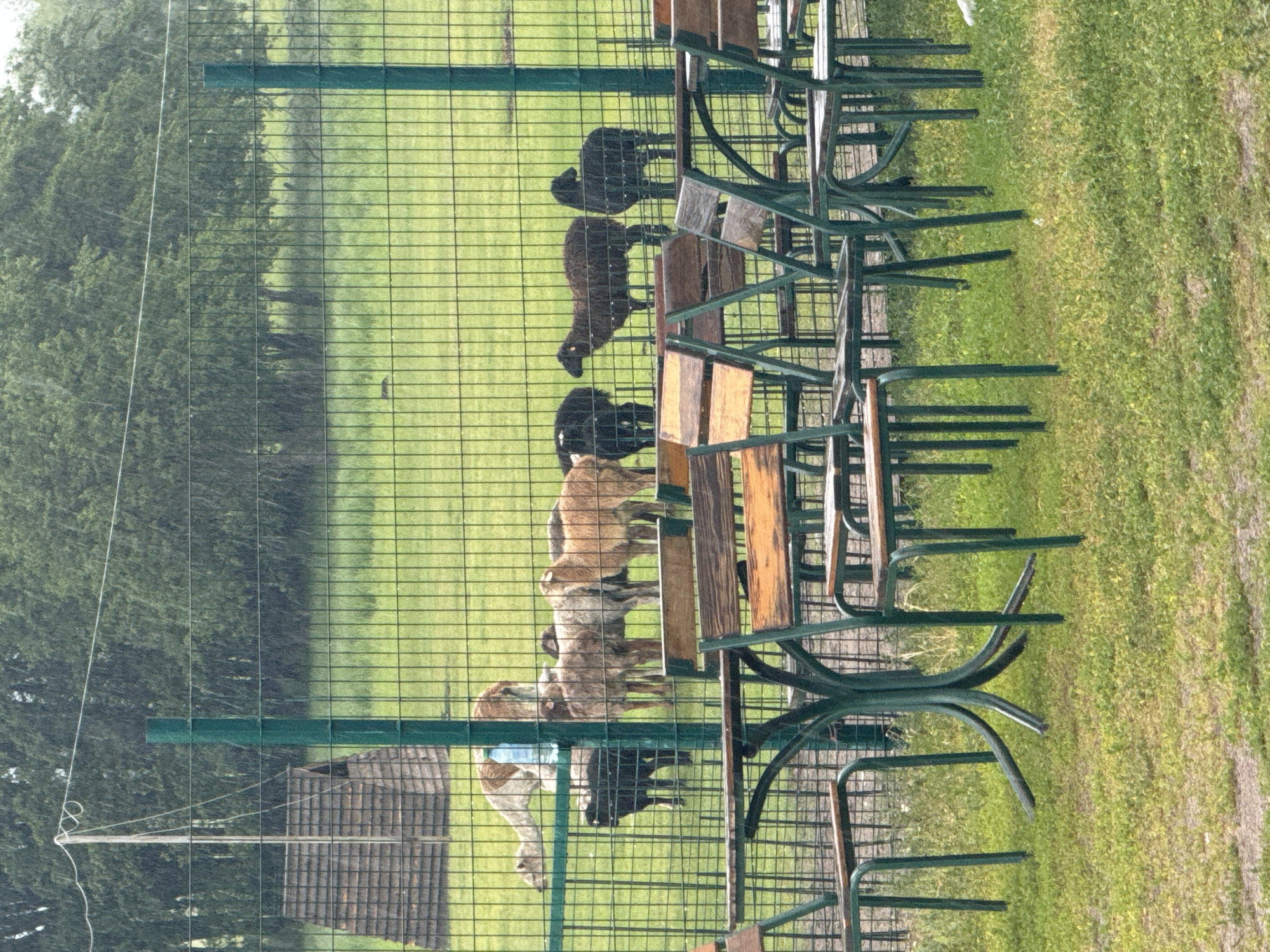 The image shows an outdoor seating area with metal and wooden tables and chairs in the foreground. Behind this, a wire mesh fence encloses a grassy field with several animals, including sheep and a llama. A small wooden structure is visible in the background. The scene appears to be set in Zaliznychne, Ukraine, and it is raining, with visible raindrops in the air. The ground is covered in green grass and some gravel.