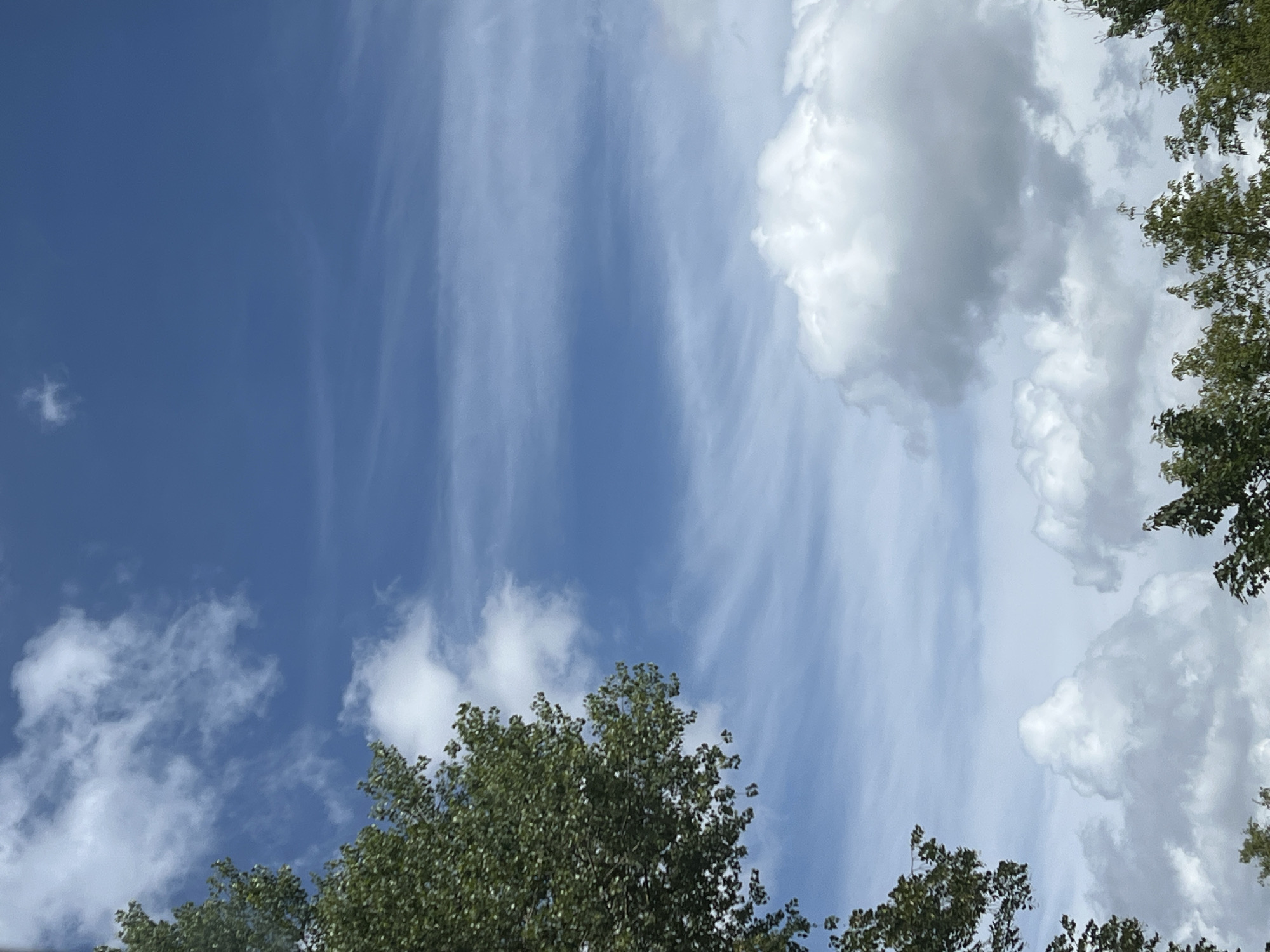 The image displays a bright blue sky with scattered white clouds. On the left side of the frame, the upper branches of a leafy green tree are visible. In the lower portion of the image, the tops of more trees with dense green foliage are present. The overall scene suggests an outdoor environment, possibly a park or an area with natural vegetation within the city of Warsaw, Poland. No people or specific structures are identifiable in this composition.