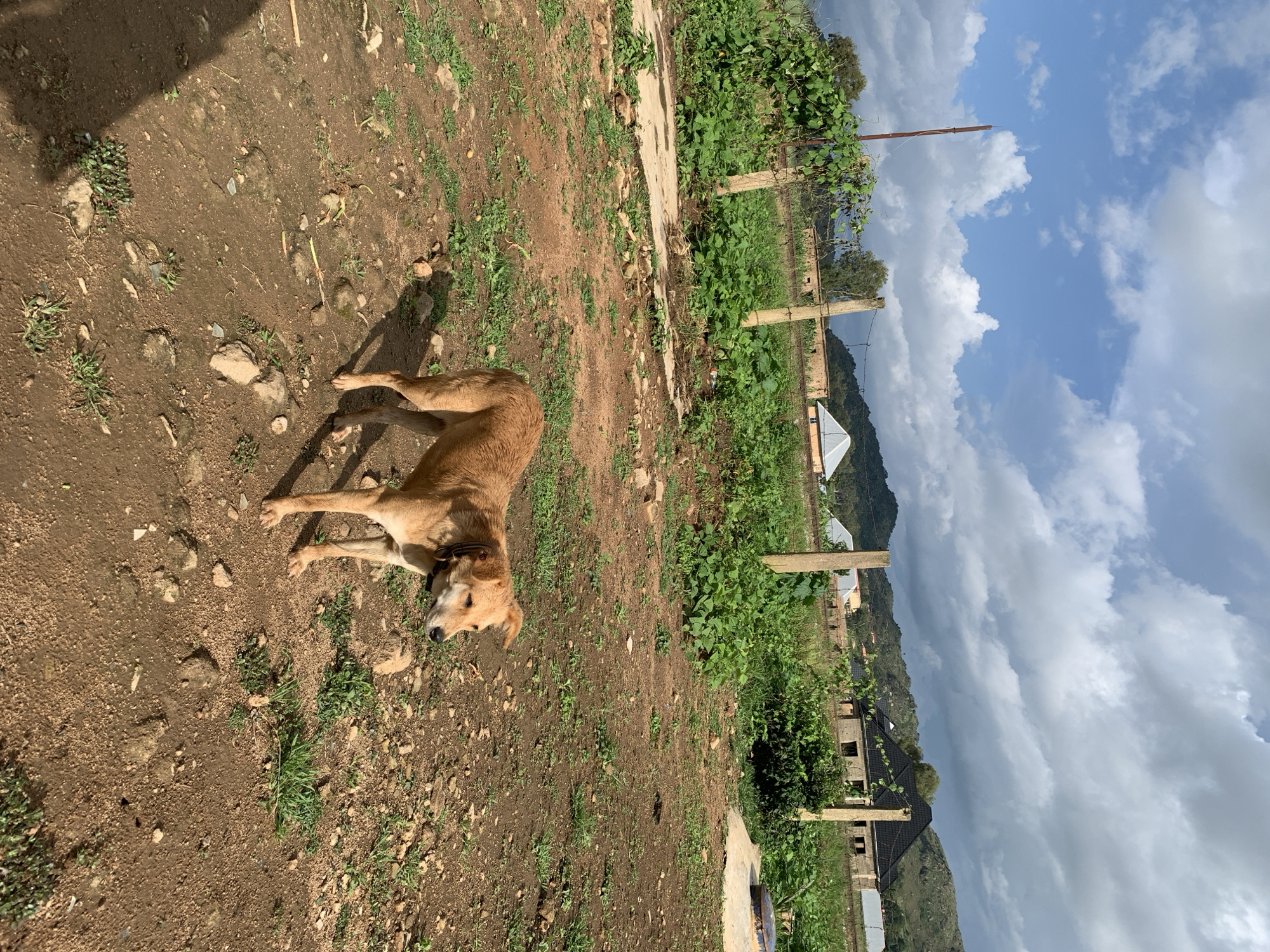 In Kuru Karama, Nigeria, a medium-sized, short-haired, tan dog stands in a dirt yard. The dog is facing left and is wearing a dark collar. The ground is uneven and covered with dirt, small rocks, and sparse patches of green grass. In the background, there is a wooden fence with posts and wire, beyond which is lush green vegetation. Several buildings with corrugated iron roofs are visible in the distance, nestled among green hills under a partly cloudy blue sky. The overall impression is of a rural or semi-rural setting on a sunny day.