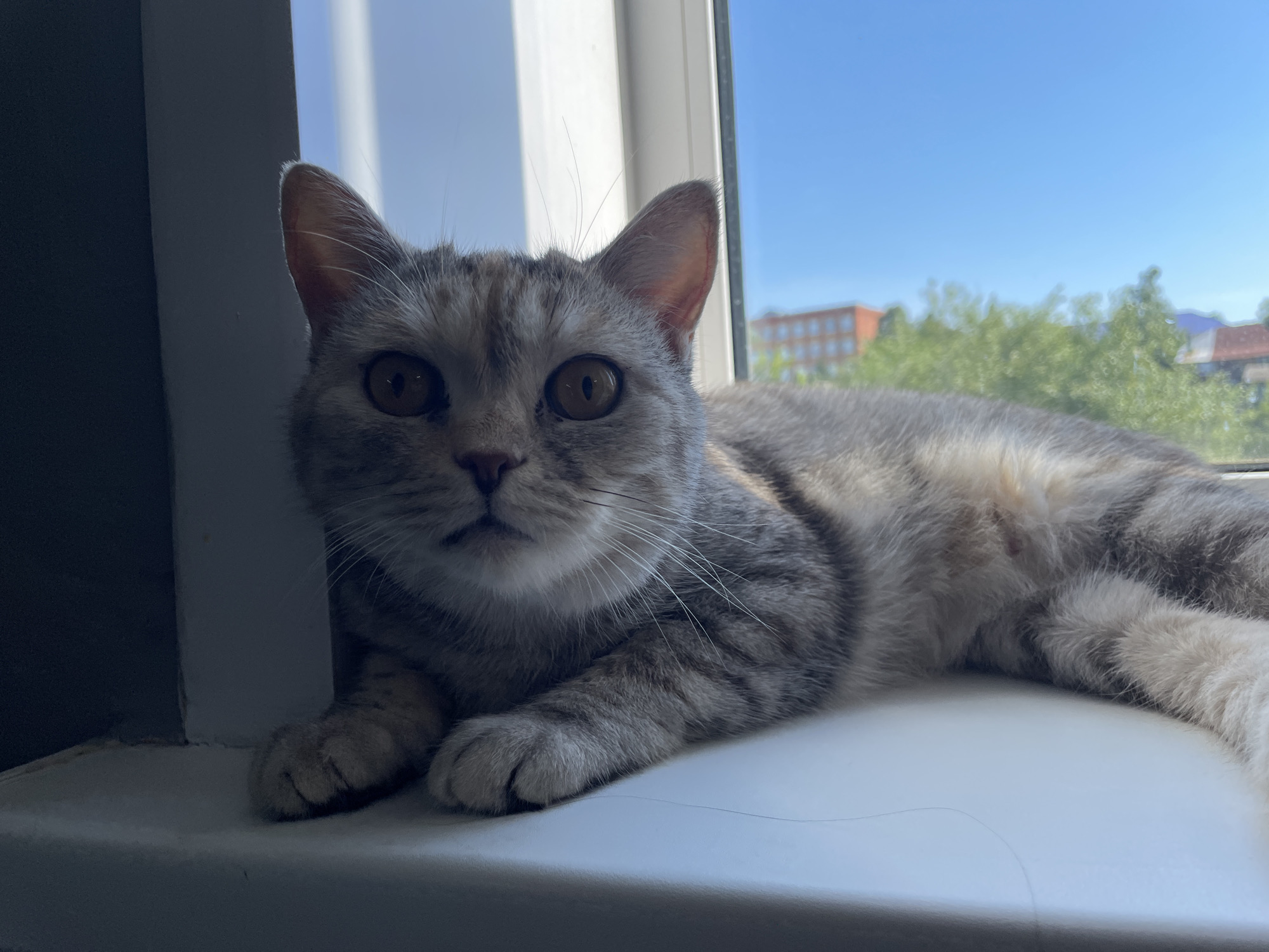 A close-up, head-on shot features a silver tabby cat lying on a white windowsill. The cat's large, golden eyes are fixed on the camera. Its ears are perked up, and its whiskers are prominent against its face. The cat's fur exhibits a classic tabby pattern with dark grey stripes on a lighter grey background. Its body extends to the right, partially obscured by the frame.
The background reveals a bright blue sky, indicative of daylight. Through the window, blurry green foliage and the tops of brick buildings can be discerned, suggesting an urban or suburban setting. The windowsill itself appears to be made of white material, and a thin dark line, possibly a shadow or a subtle imperfection, runs across its surface. The left side of the image is dominated by a dark, out-of-focus vertical element, likely part of the window frame or an adjacent wall.
This image was taken in Bazarnyy Karabulak, Russia.